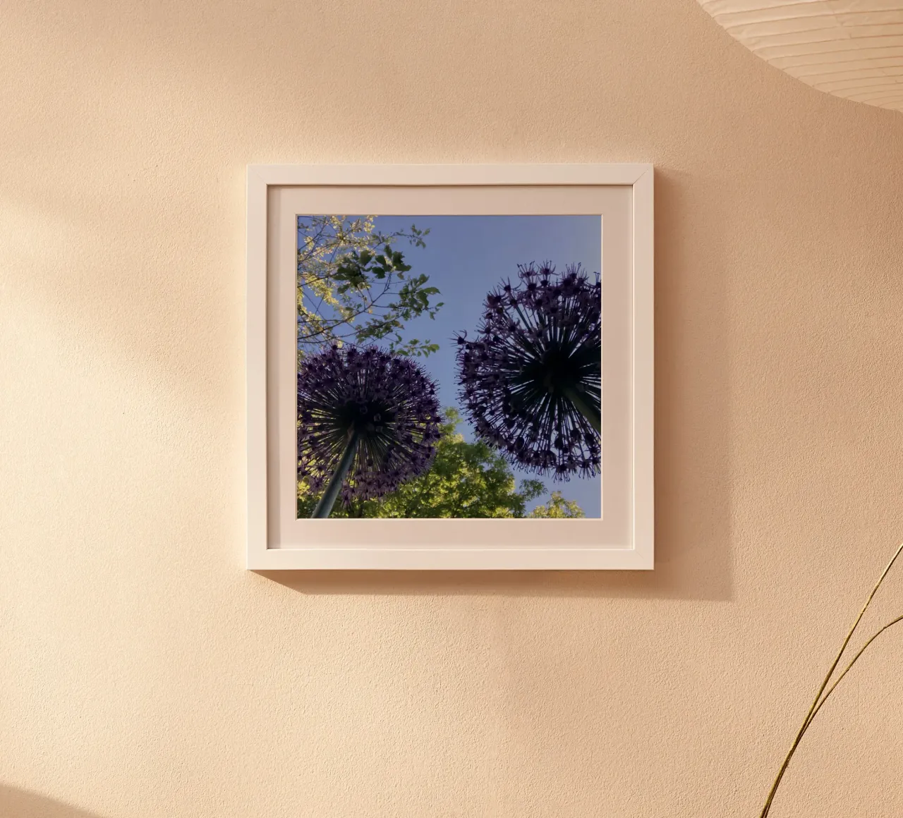 Allium blossom in early summer poster by Art Studio by Iris
