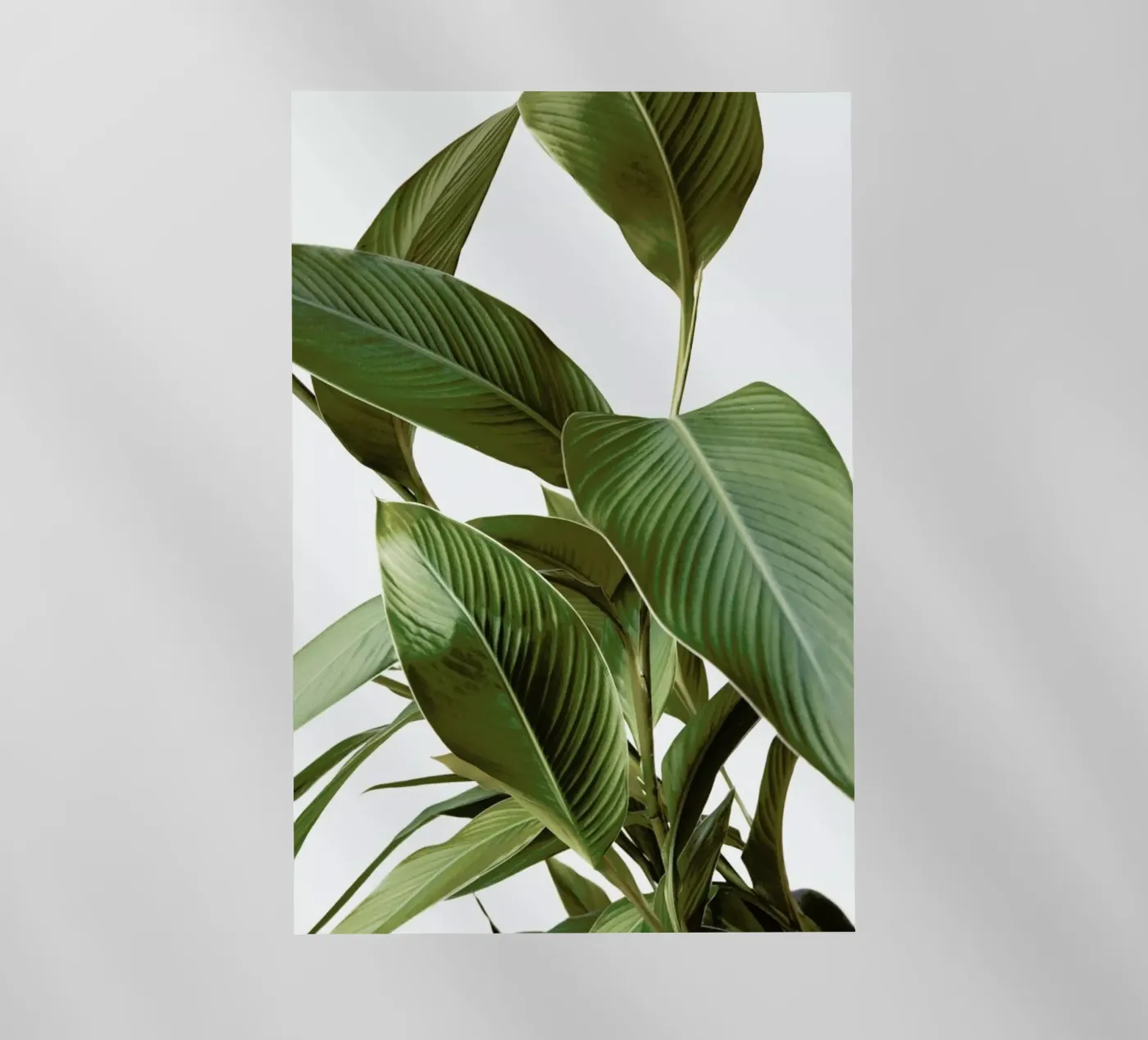 Leaves pellicola backlit da Laura Palm