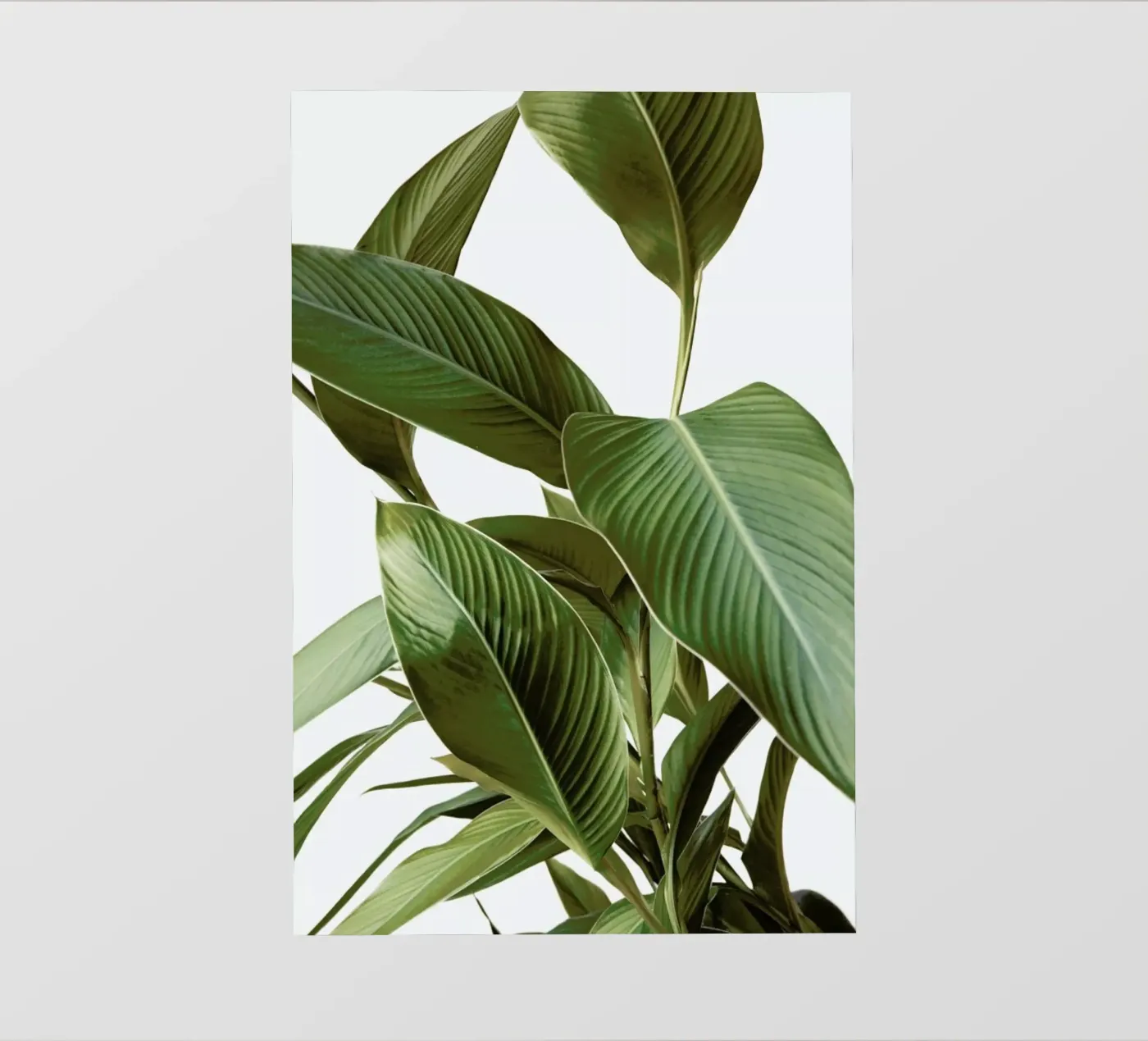 Leaves pellicola backlit da Laura Palm