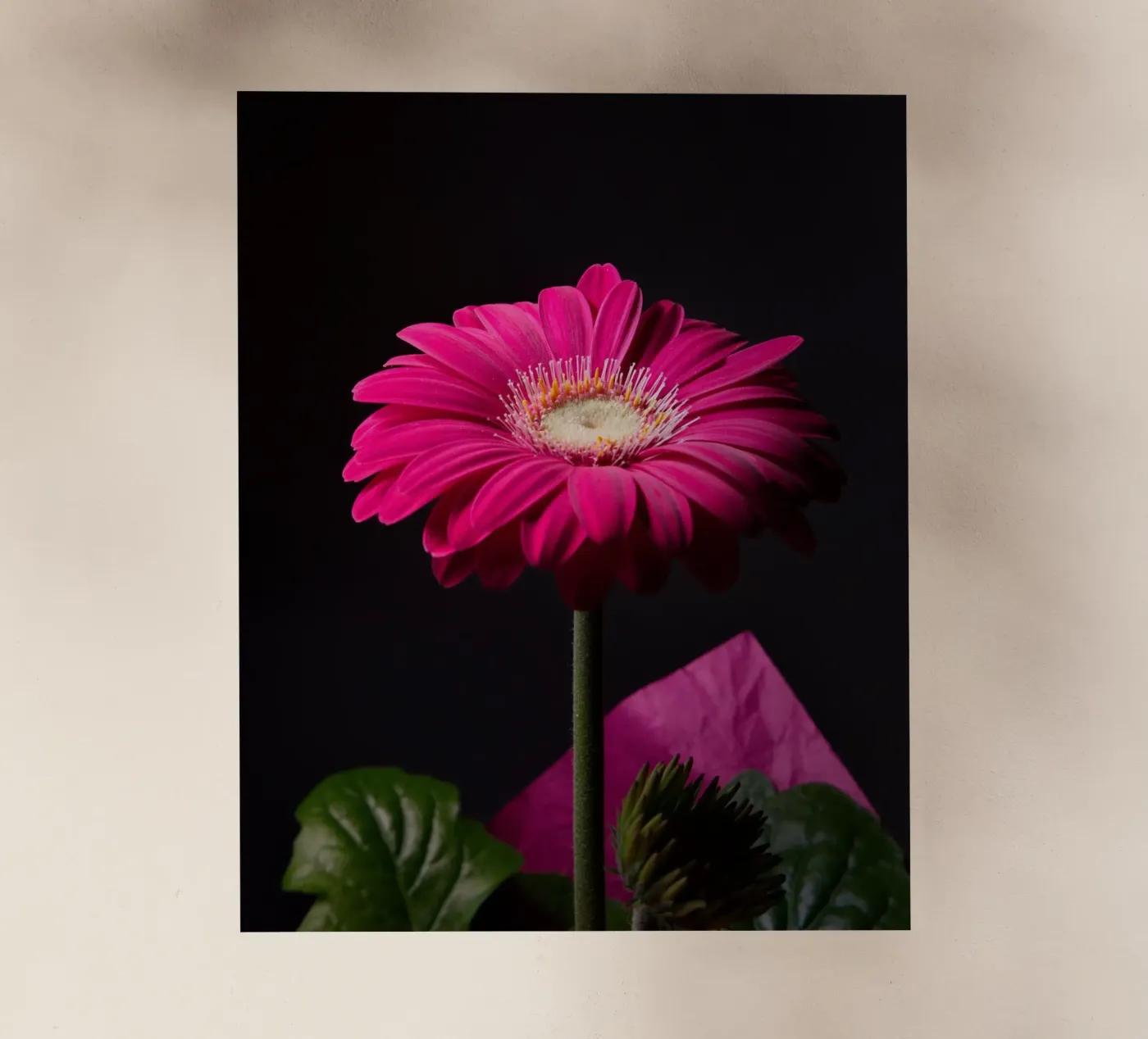 Gerbera viola pellicola backlit da anderm
