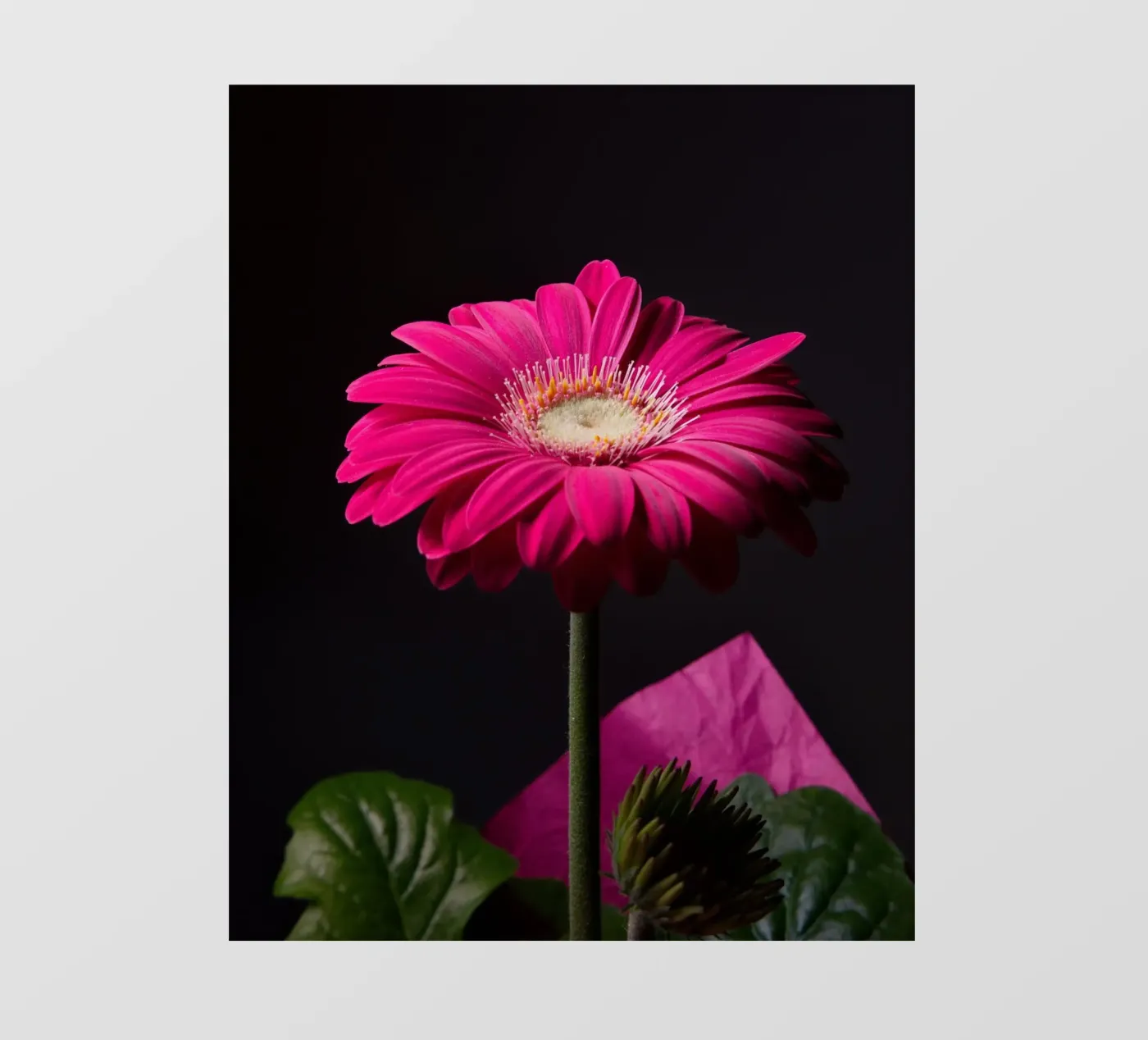Gerbera viola pellicola backlit da anderm