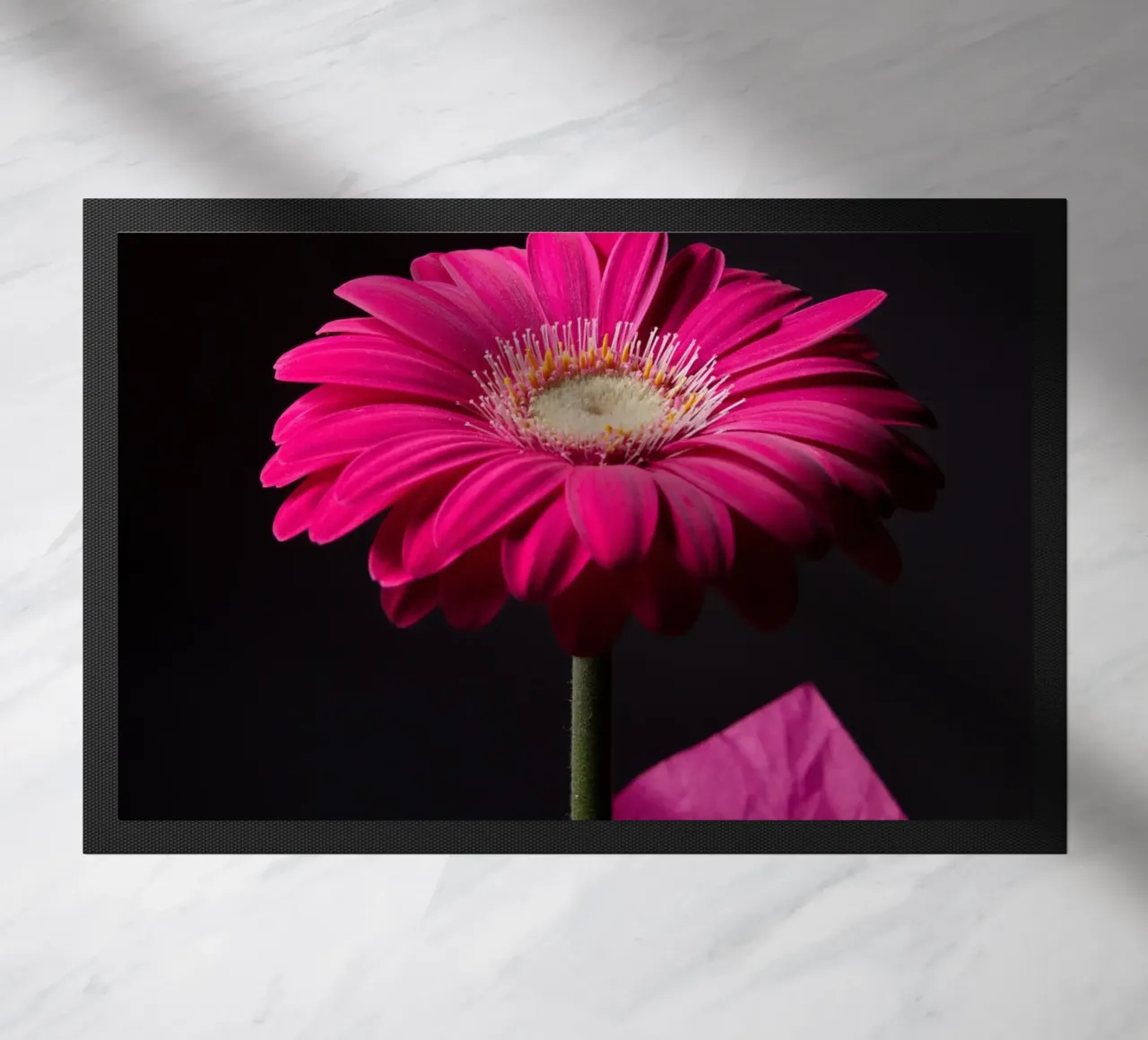 Gerbera viola zerbino da anderm