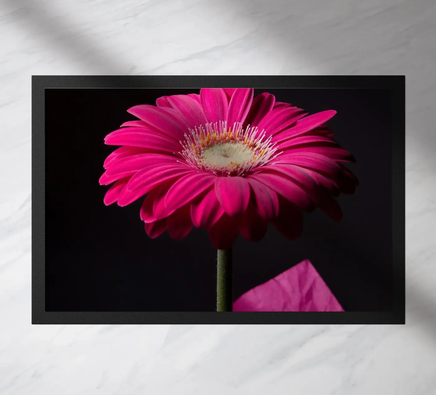 Gerbera viola zerbino da anderm