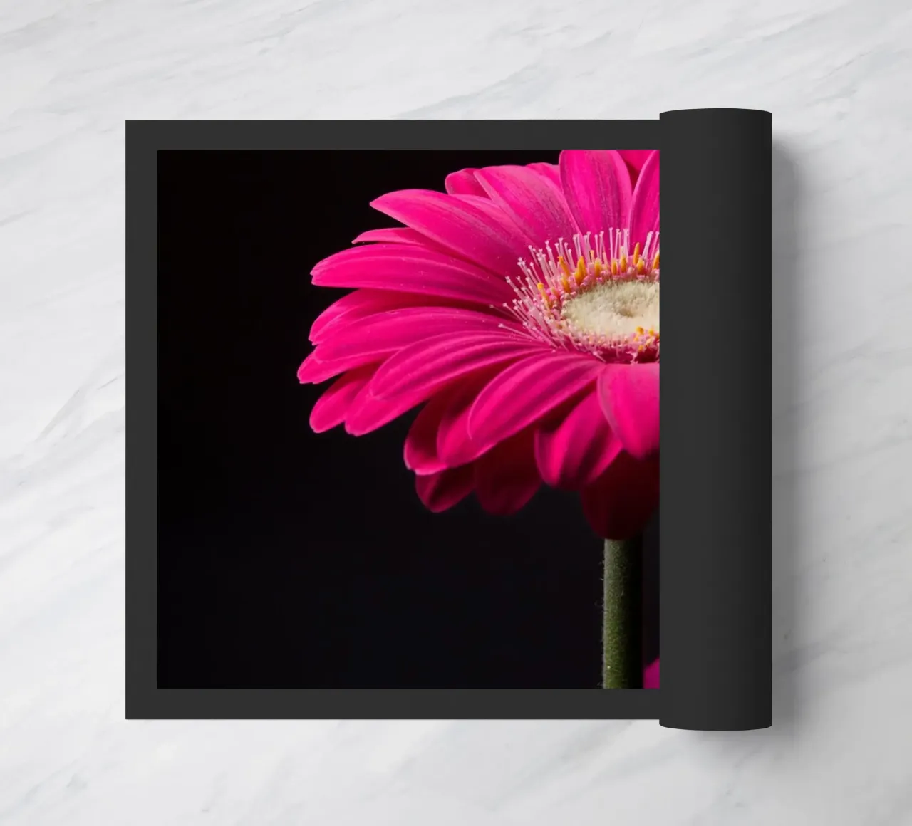 Gerbera viola zerbino da anderm