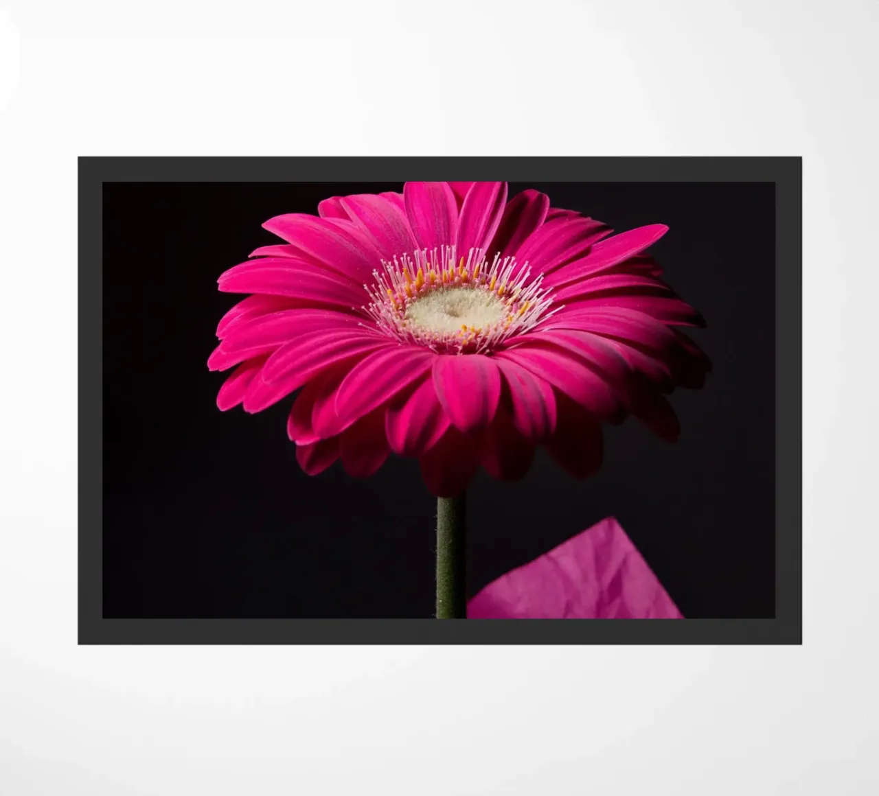 Gerbera viola zerbino da anderm