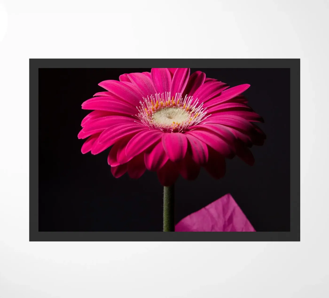 Gerbera viola zerbino da anderm