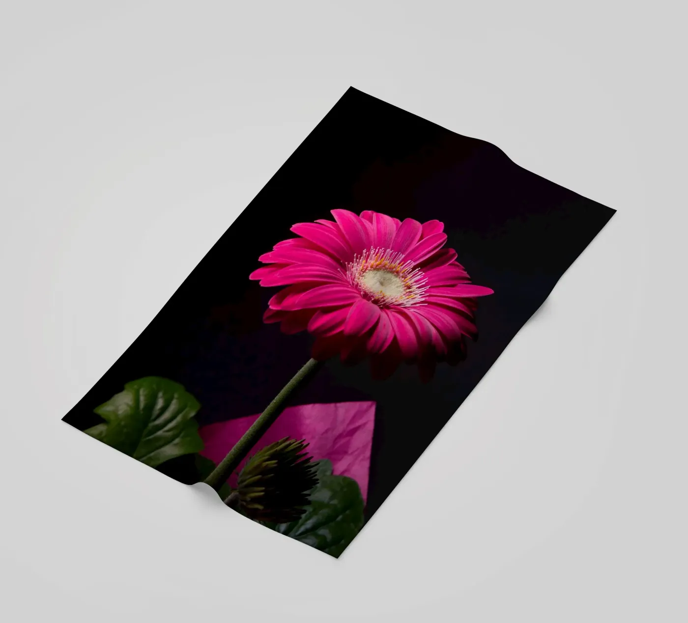 Gerbera viola telo mare da anderm