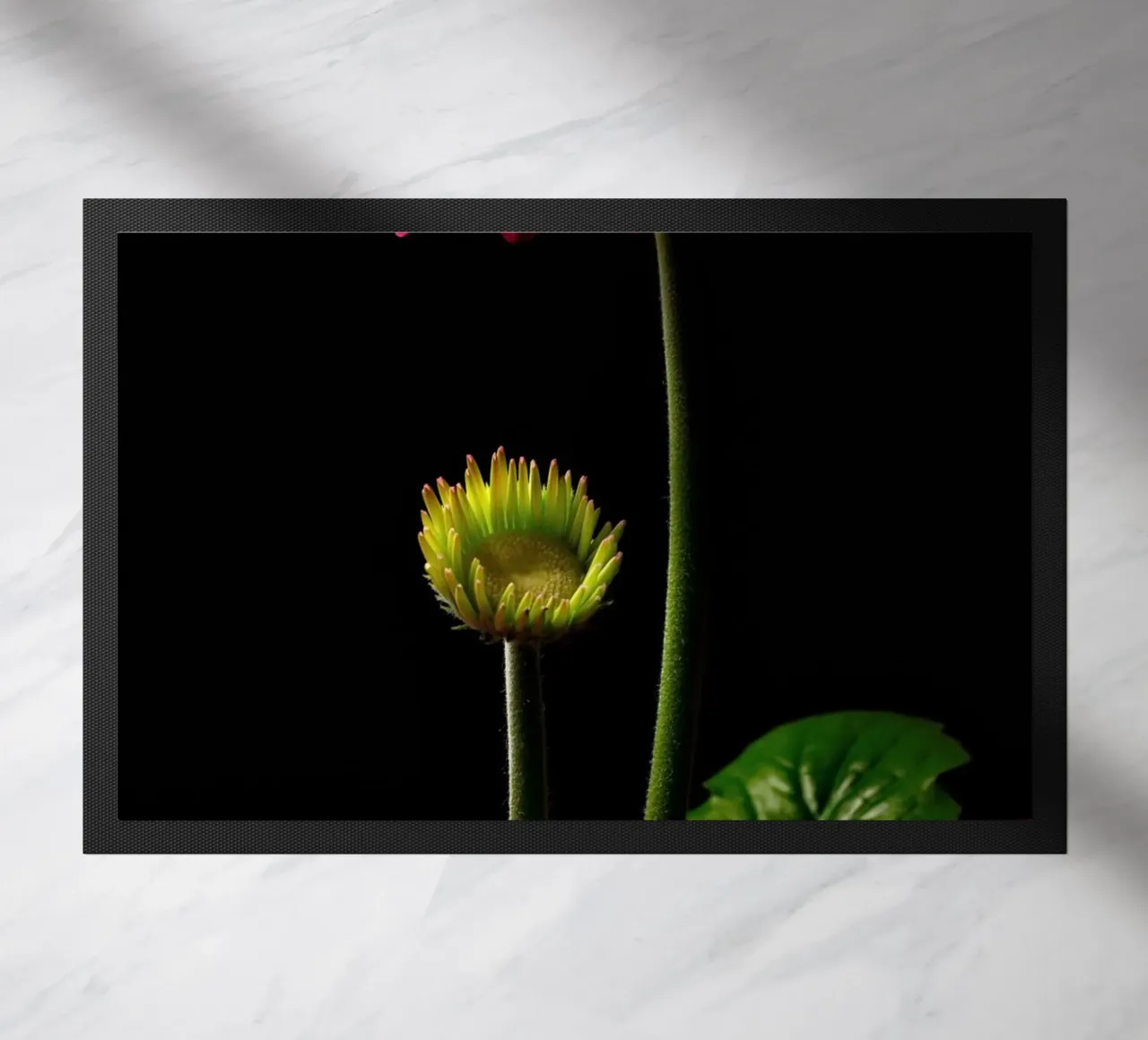 Gerbera viola zerbino da anderm