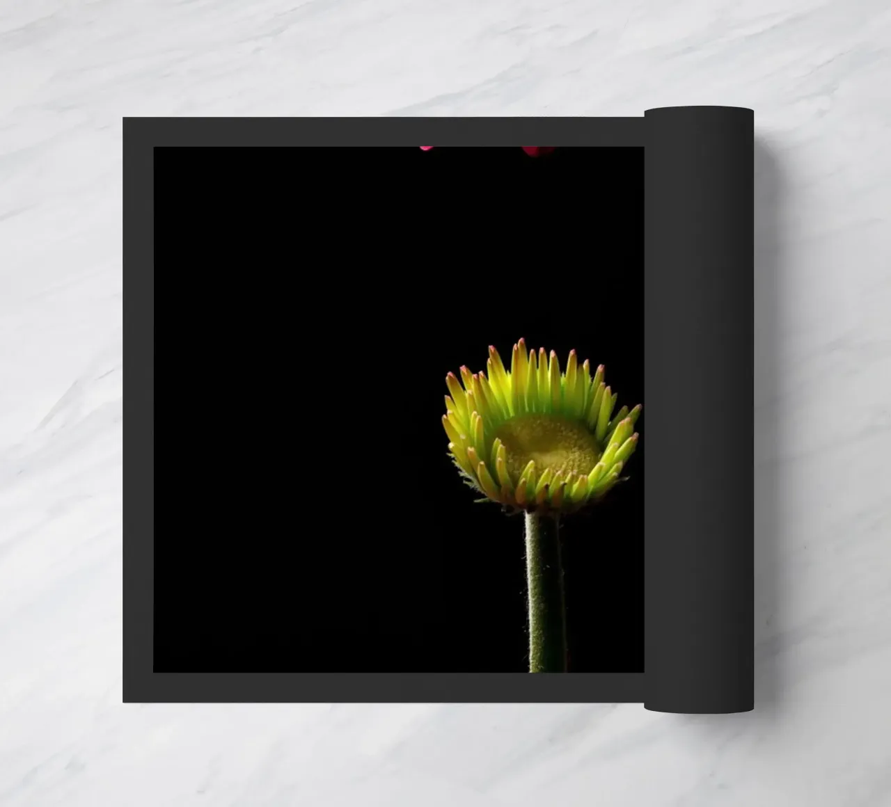 Gerbera viola zerbino da anderm