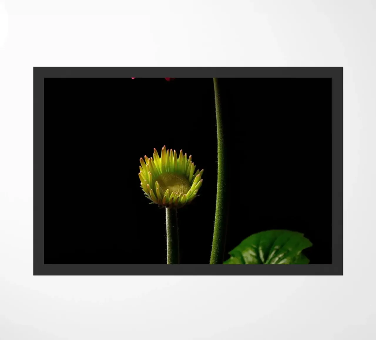 Gerbera viola zerbino da anderm