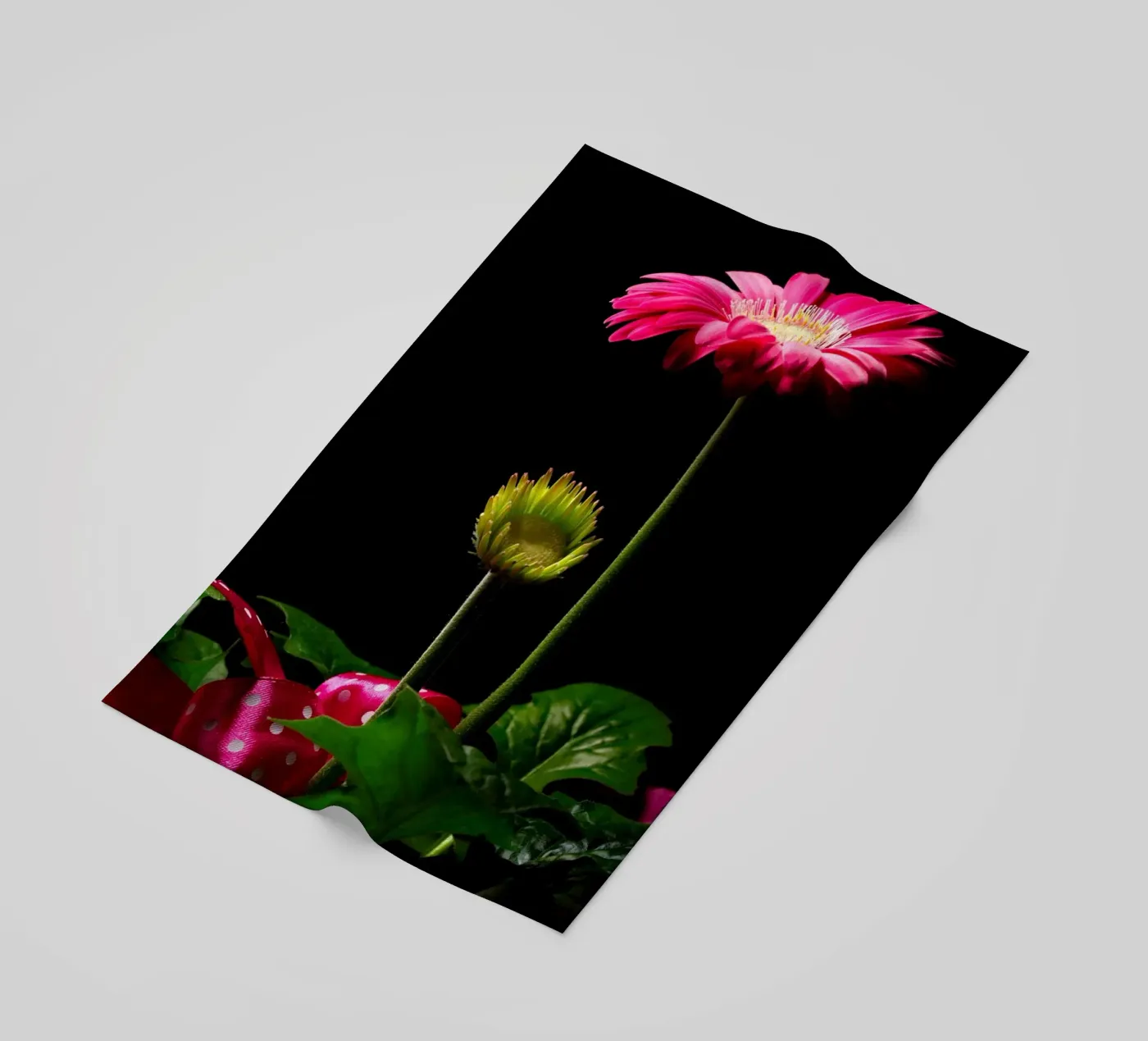 Gerbera viola telo mare da anderm