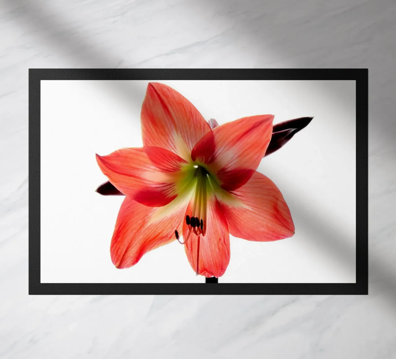 Amaryllis rosso zerbino da anderm