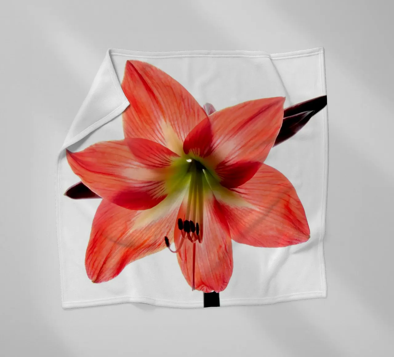 Amaryllis rosso coperta in pile da anderm