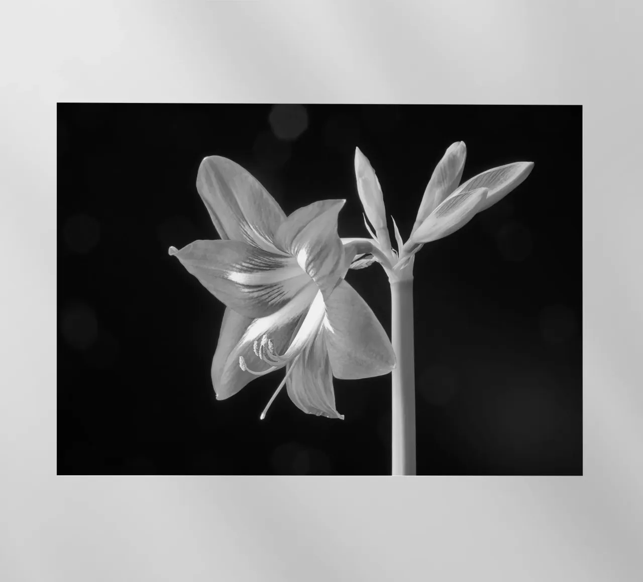 Amaryllis pellicola backlit da anderm