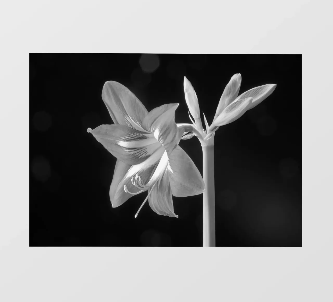 Amaryllis pellicola backlit da anderm