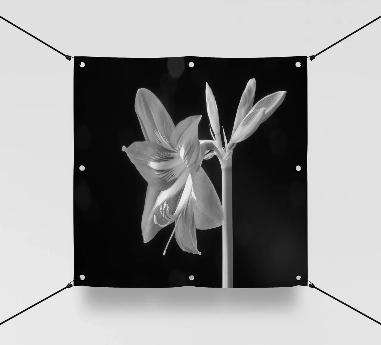 Amaryllis telo in pvc da anderm