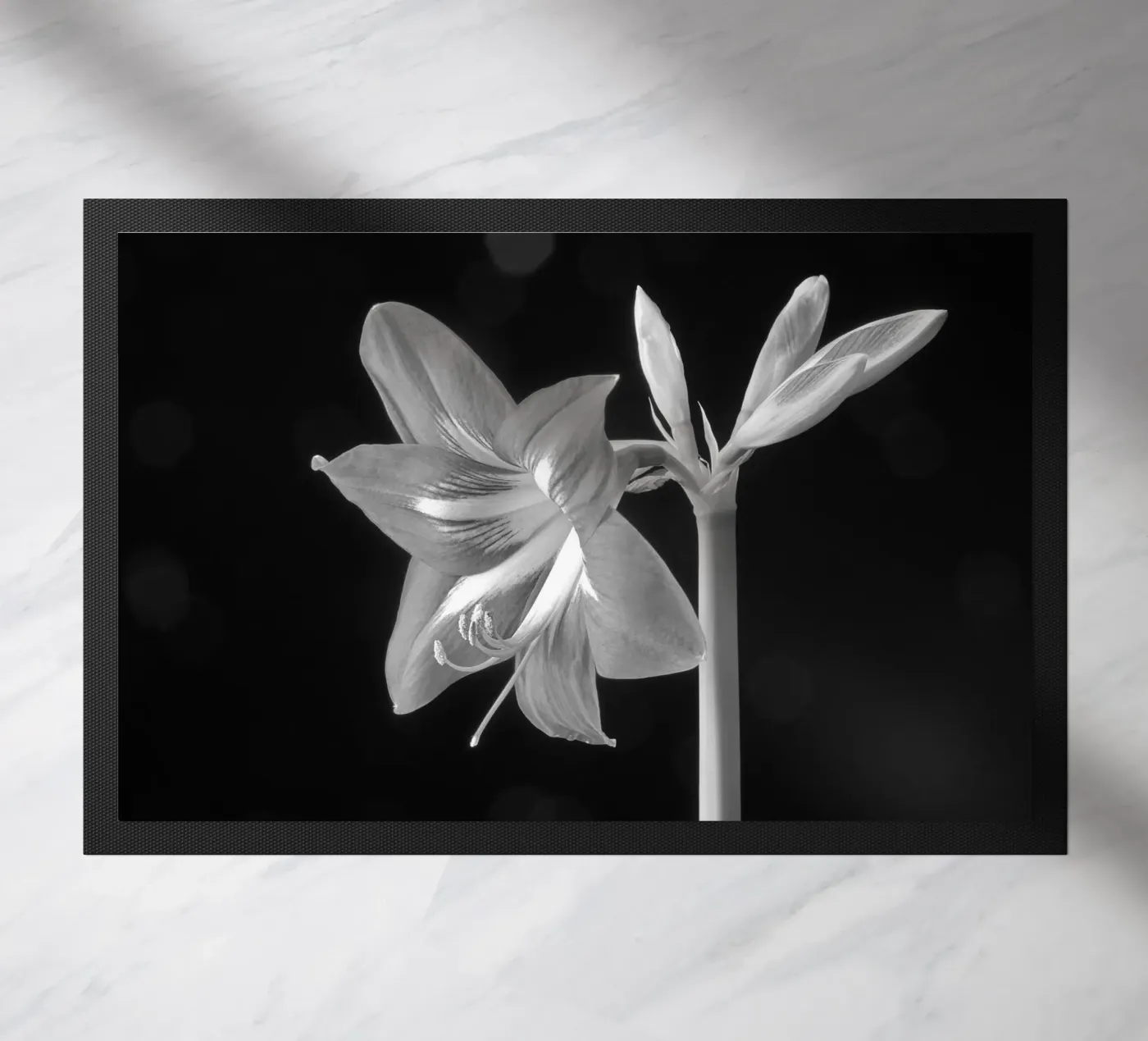 Amaryllis zerbino da anderm