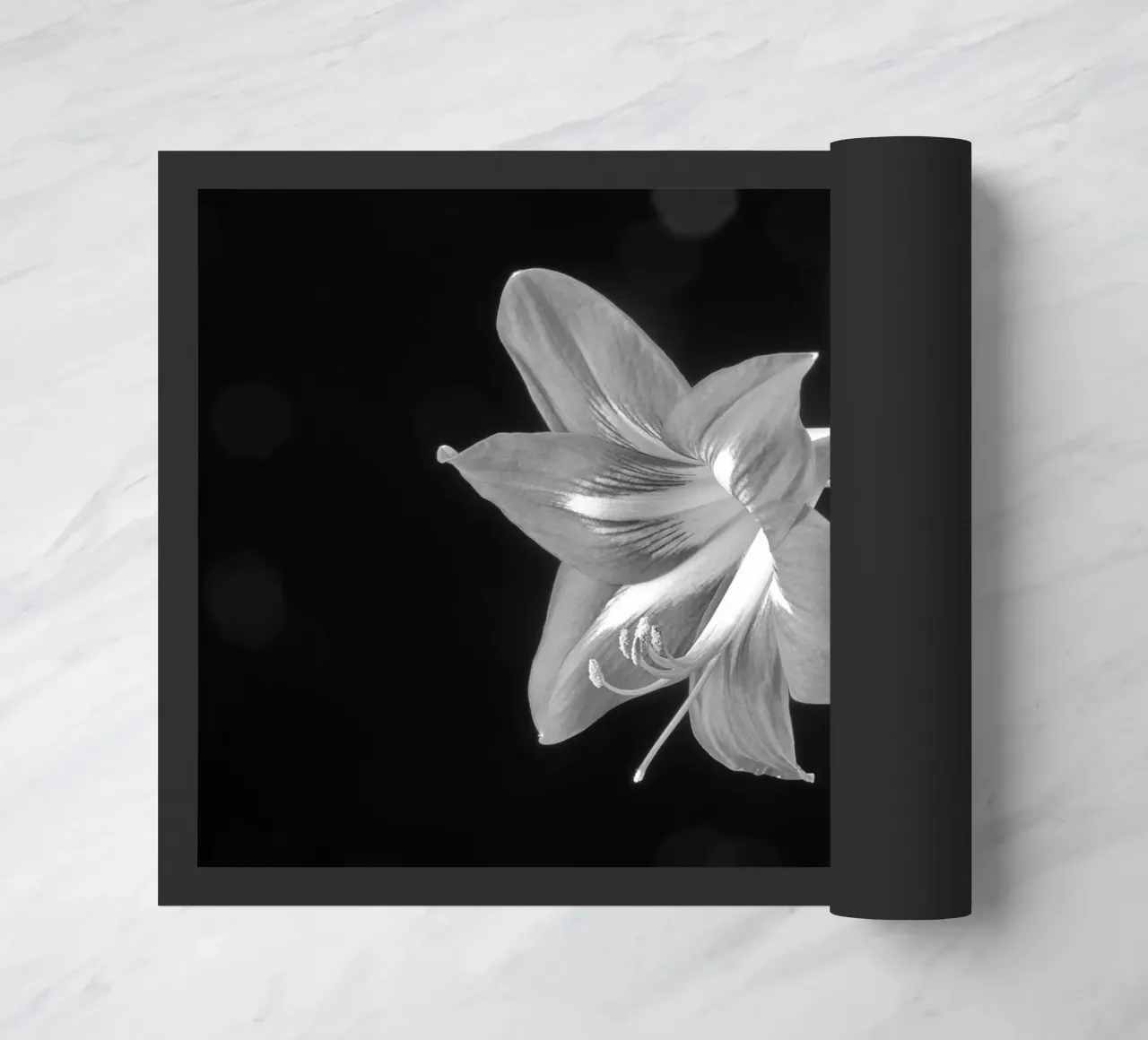 Amaryllis zerbino da anderm