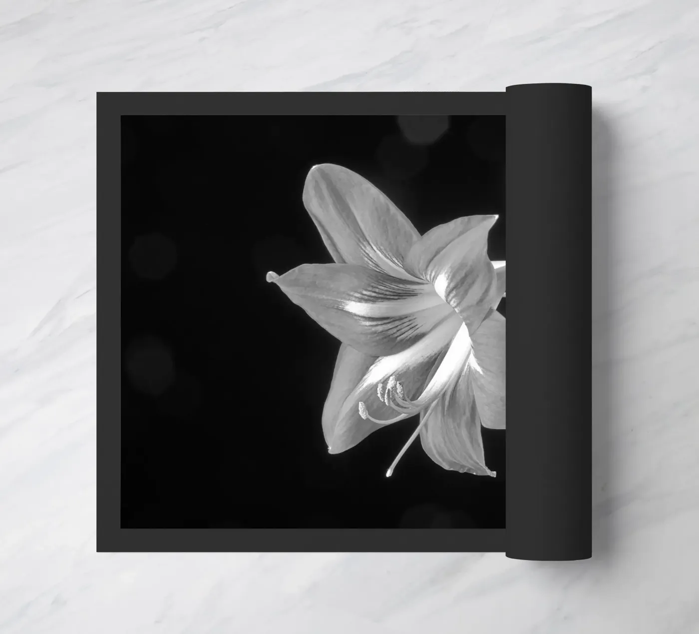 Amaryllis zerbino da anderm