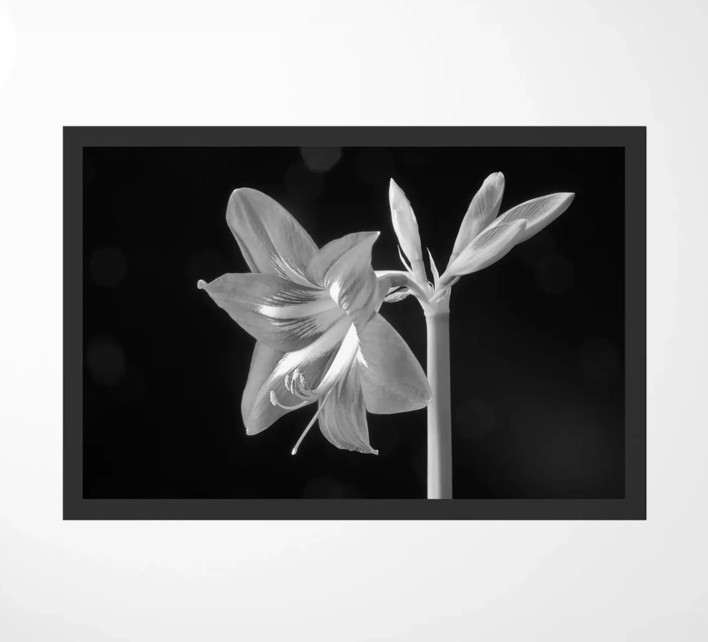 Amaryllis zerbino da anderm