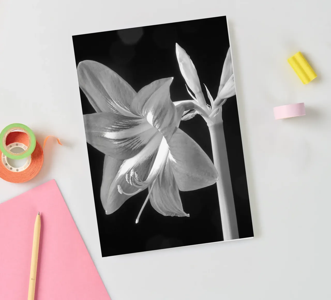 Amaryllis notebook by anderm