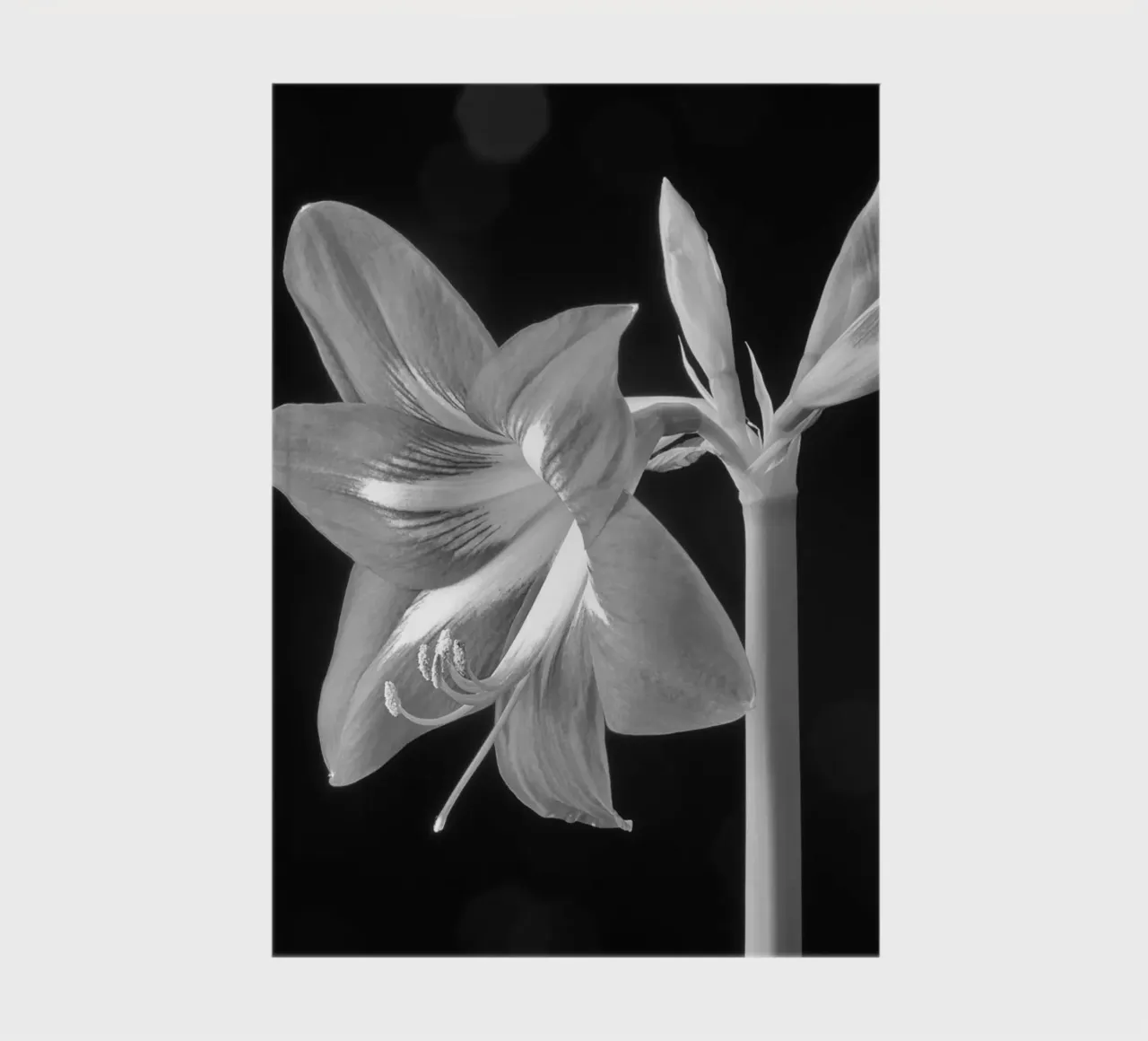 Amaryllis notebook by anderm