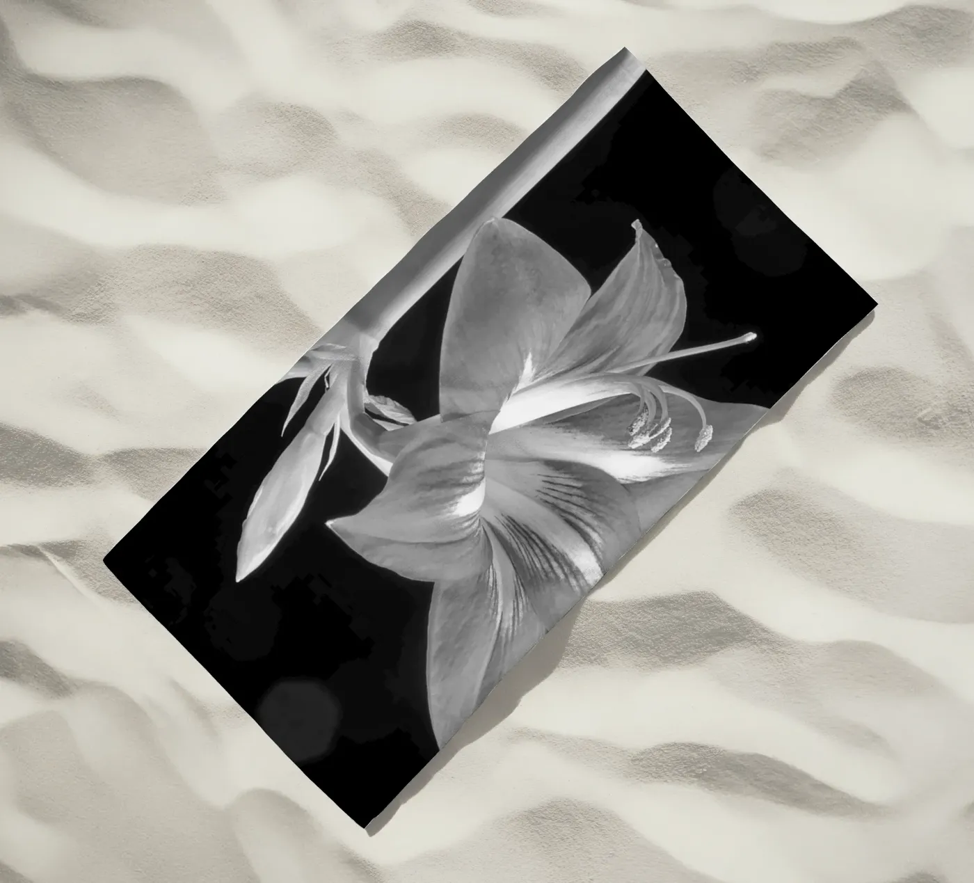 Amaryllis telo mare da anderm