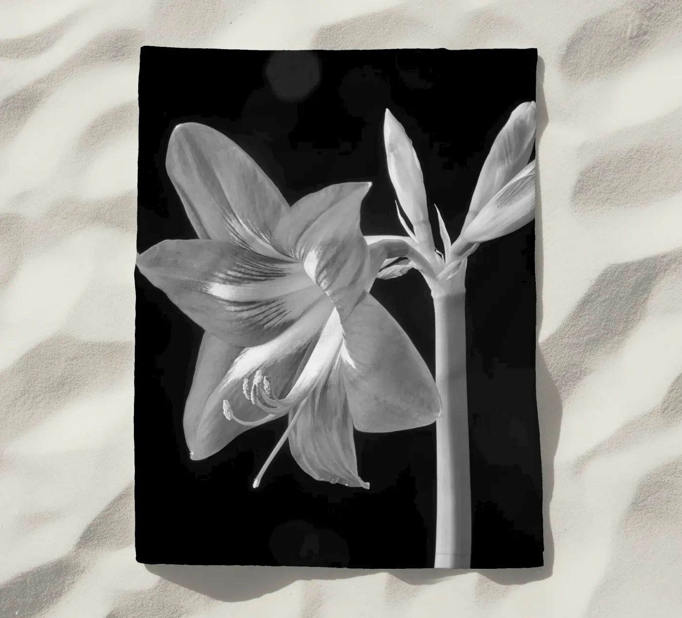 Amaryllis telo mare da anderm