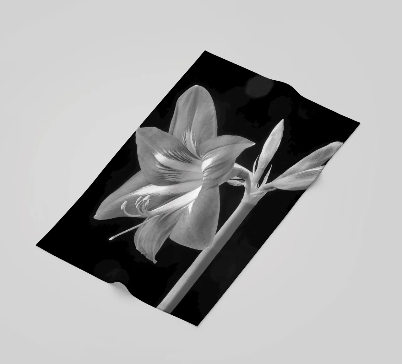 Amaryllis telo mare da anderm