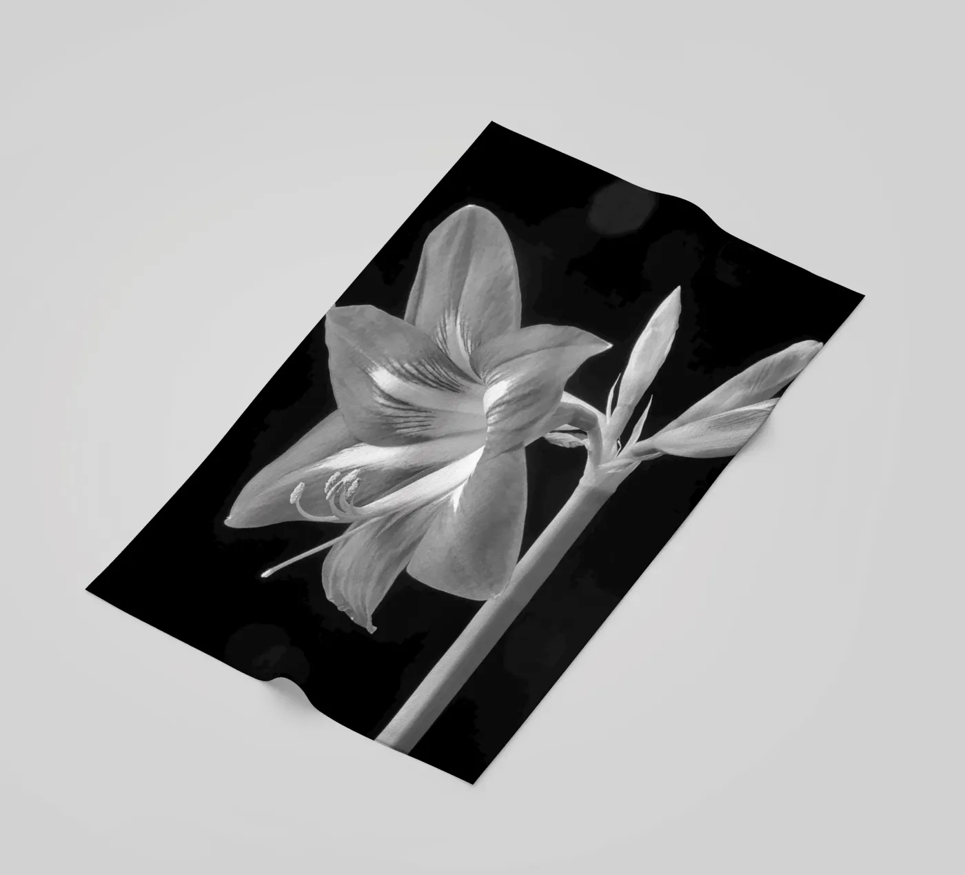 Amaryllis telo mare da anderm