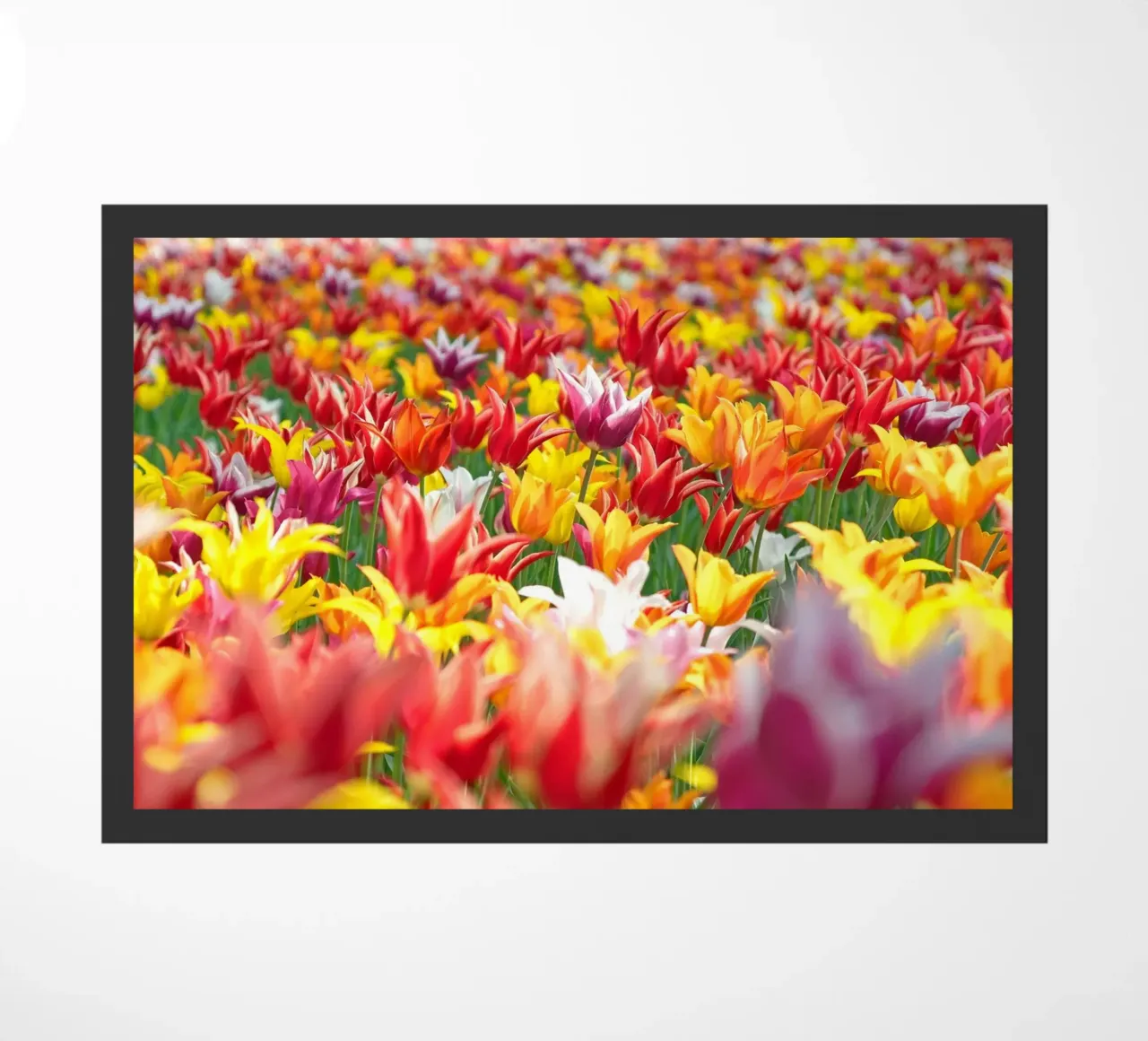 Tulipani colorati zerbino da anderm