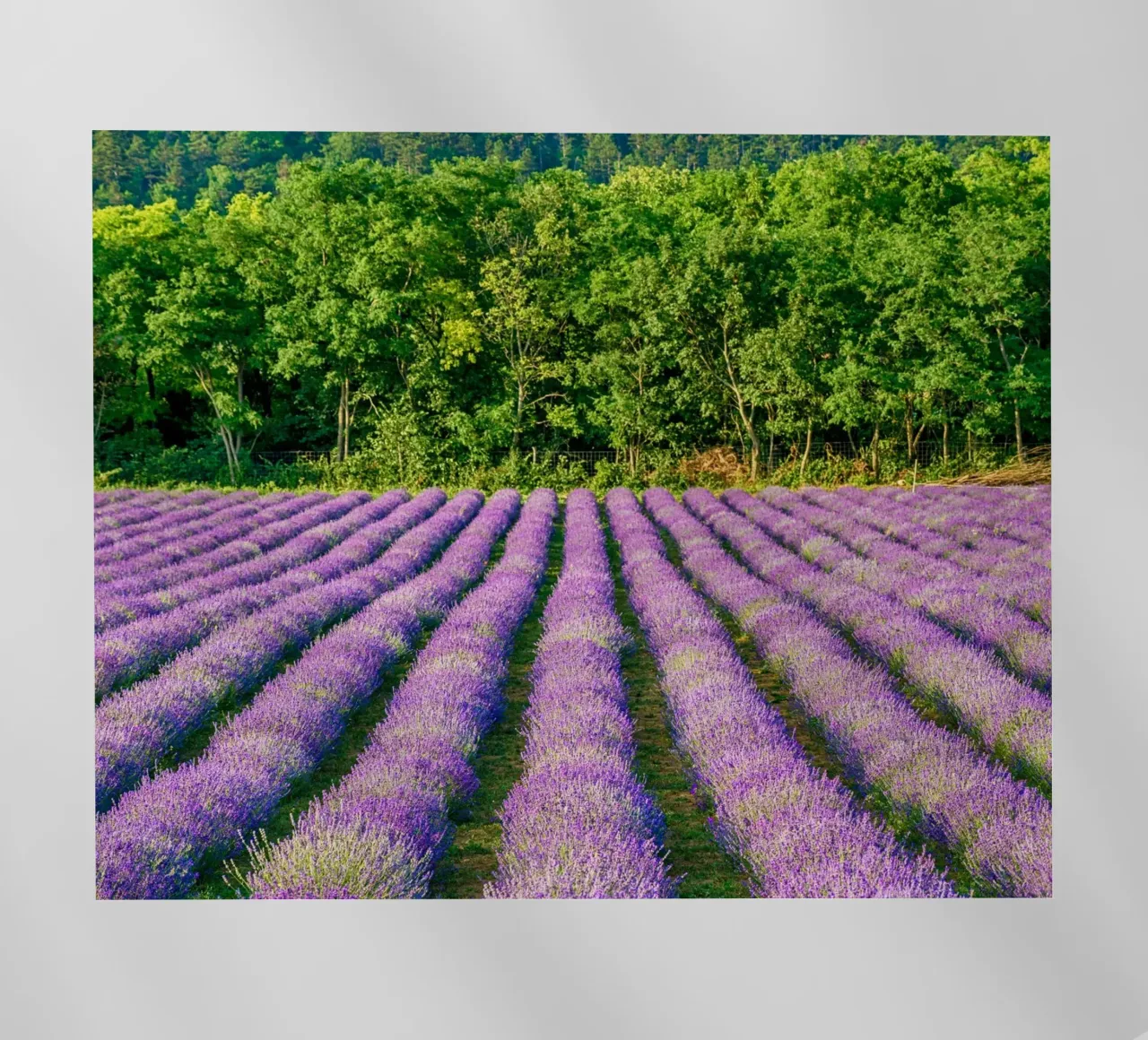 Campo di Levander pellicola backlit da anderm