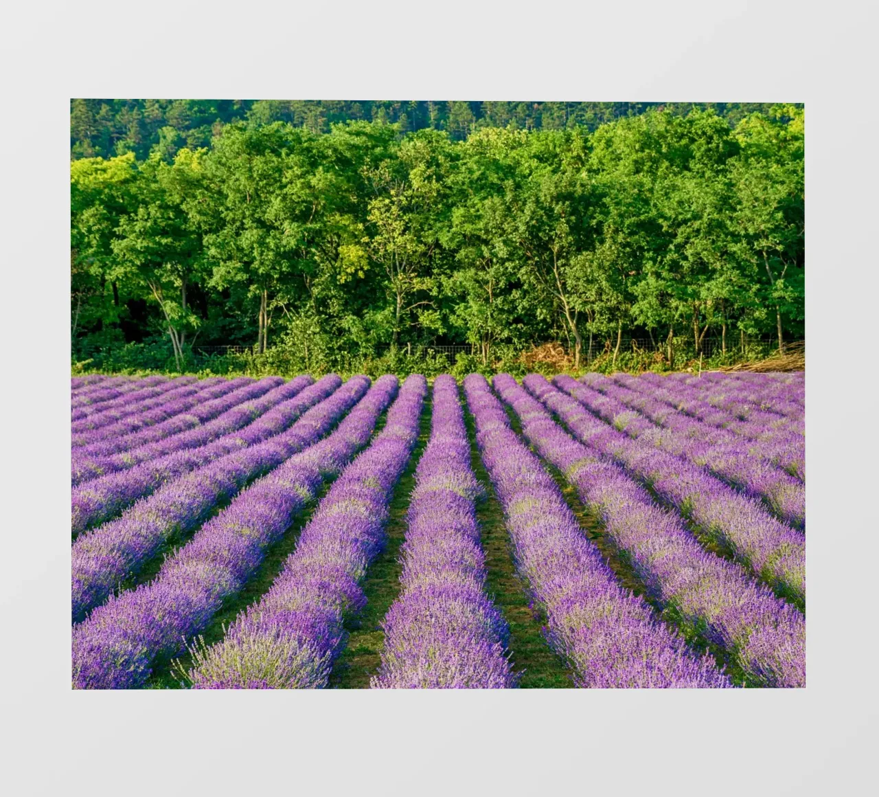 Campo di Levander pellicola backlit da anderm