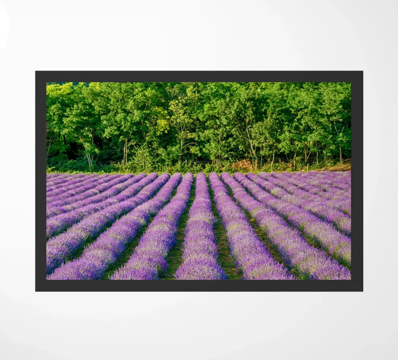 Levander field doormat by anderm