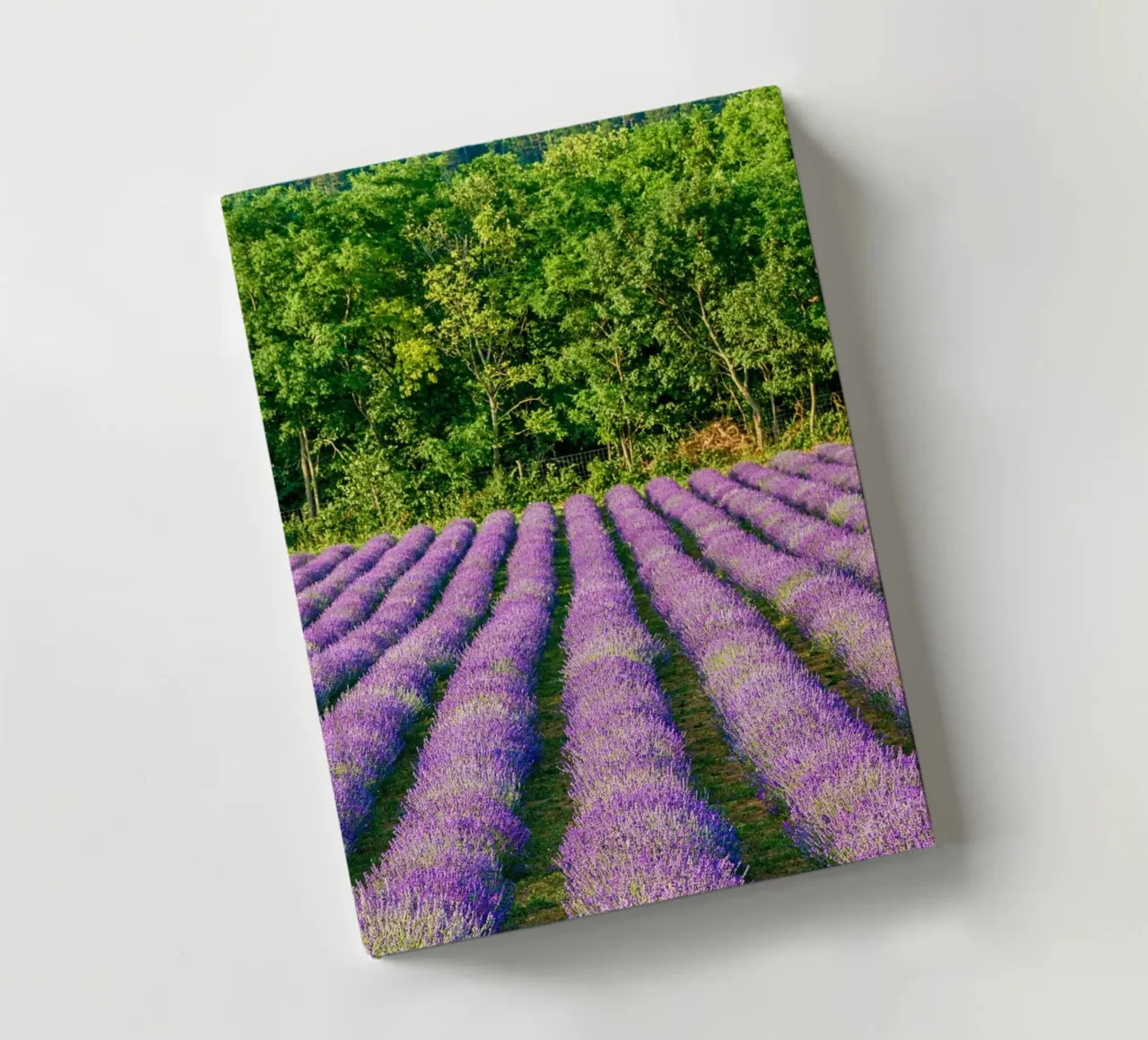 Levander field notebook by anderm