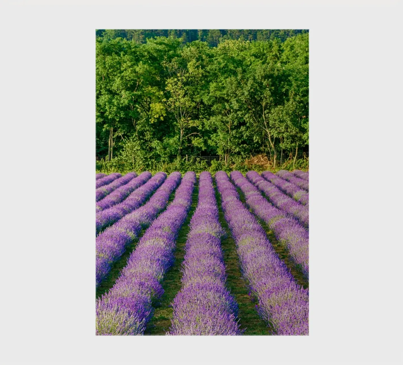 Levander field notebook by anderm