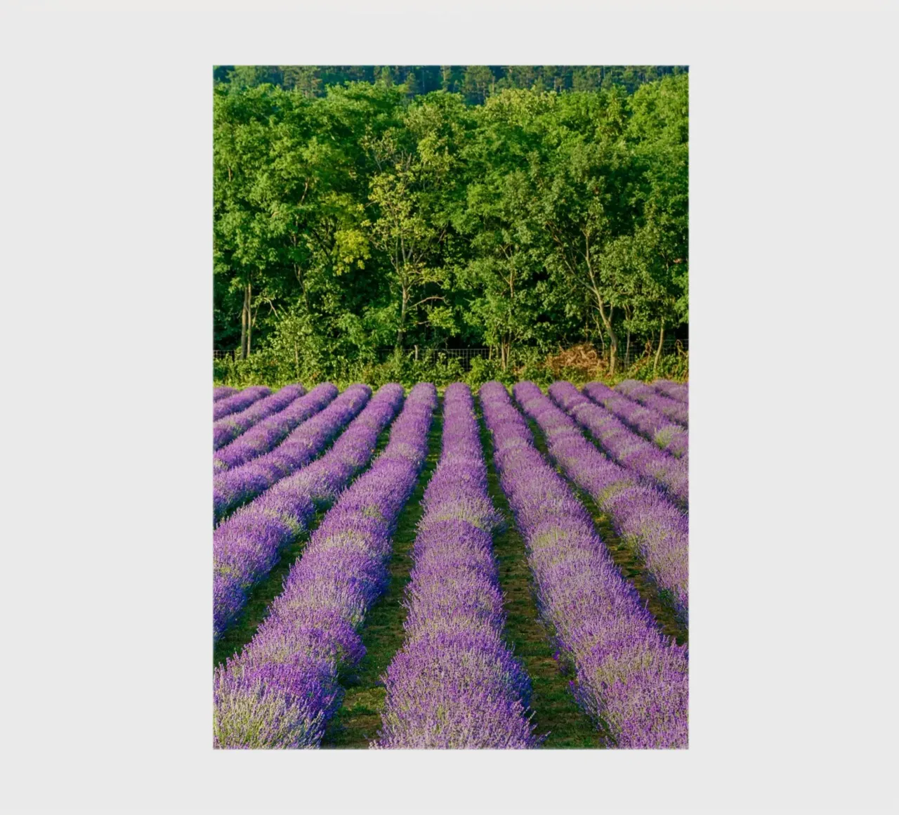 Levander field notebook by anderm