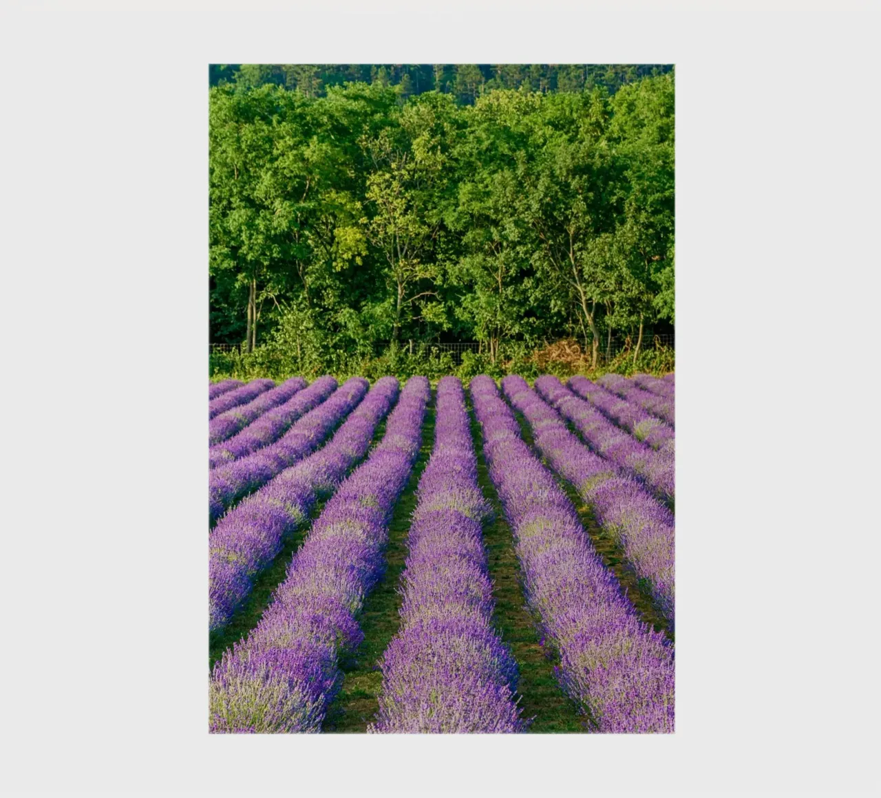 Levander field notebook by anderm