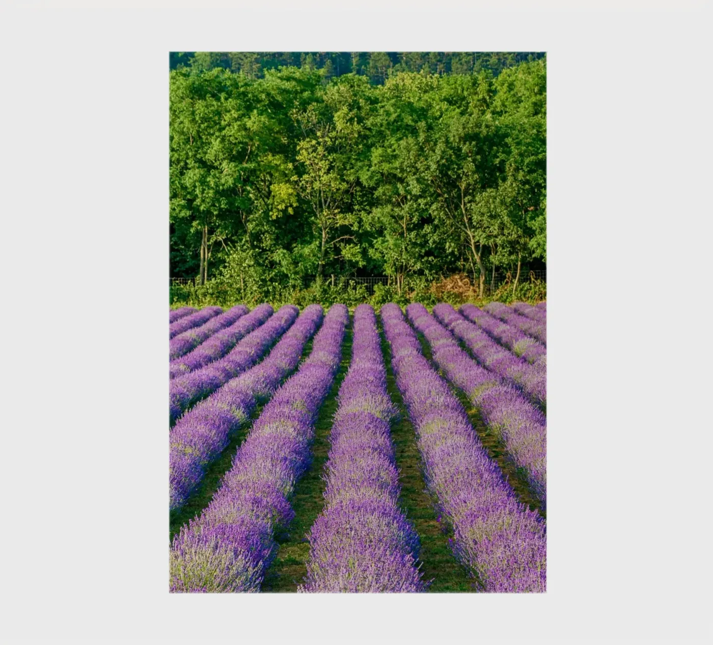 Levander field notebook by anderm