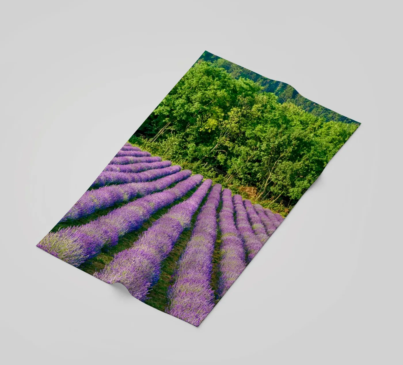 Levander field beach towel by anderm