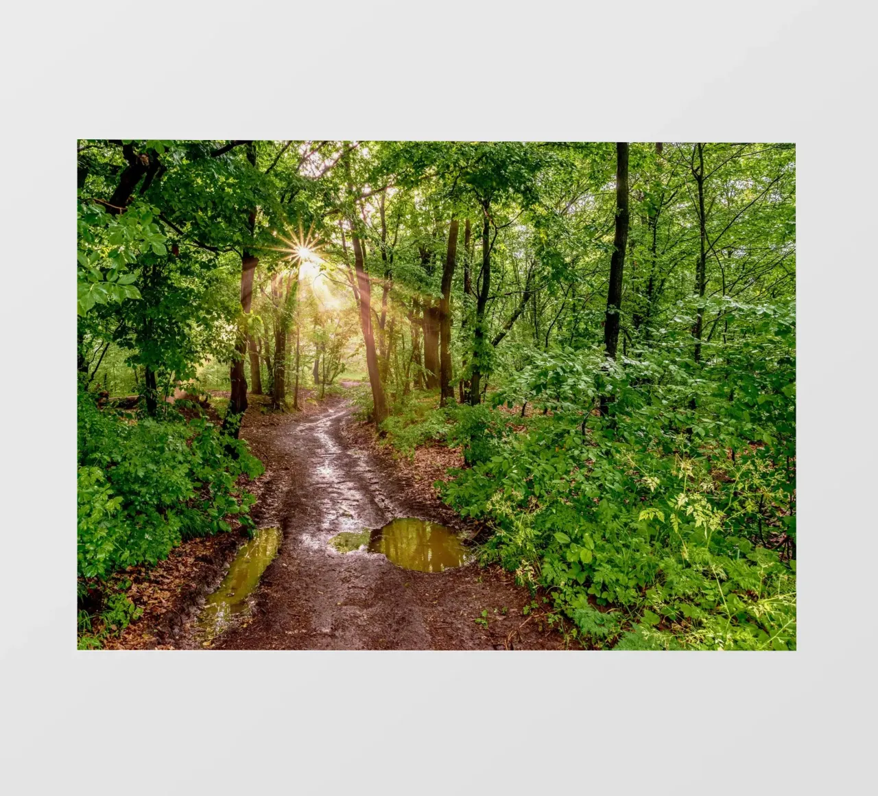 Foresta dopo la pioggia telo in pvc da anderm