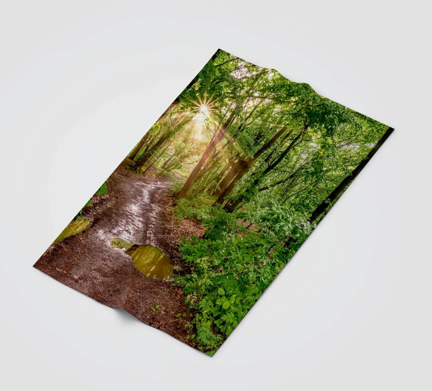 Forest after rain coperta in pile da anderm