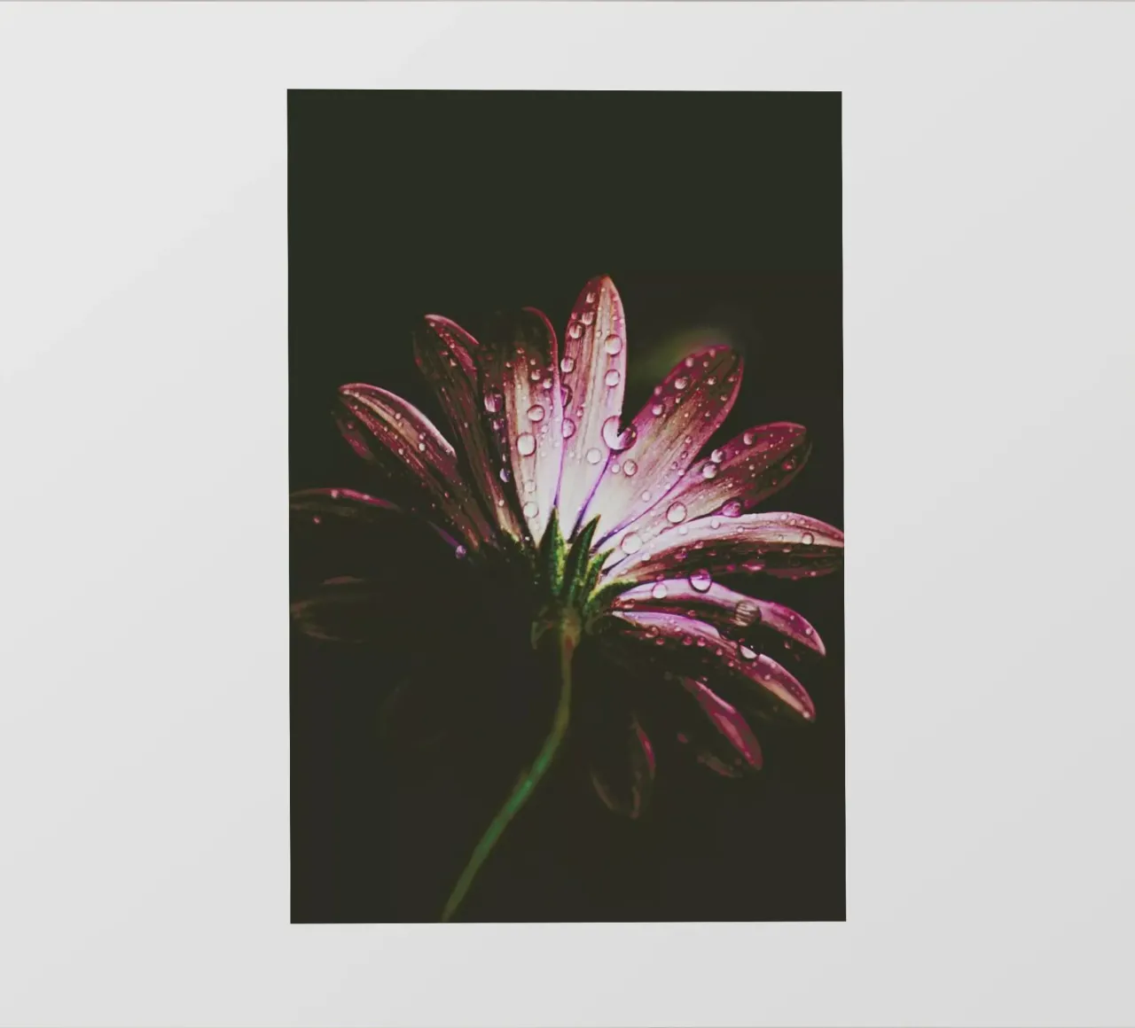 Flower - Moody Floral photo wallpaper by Ingrid Beddoes