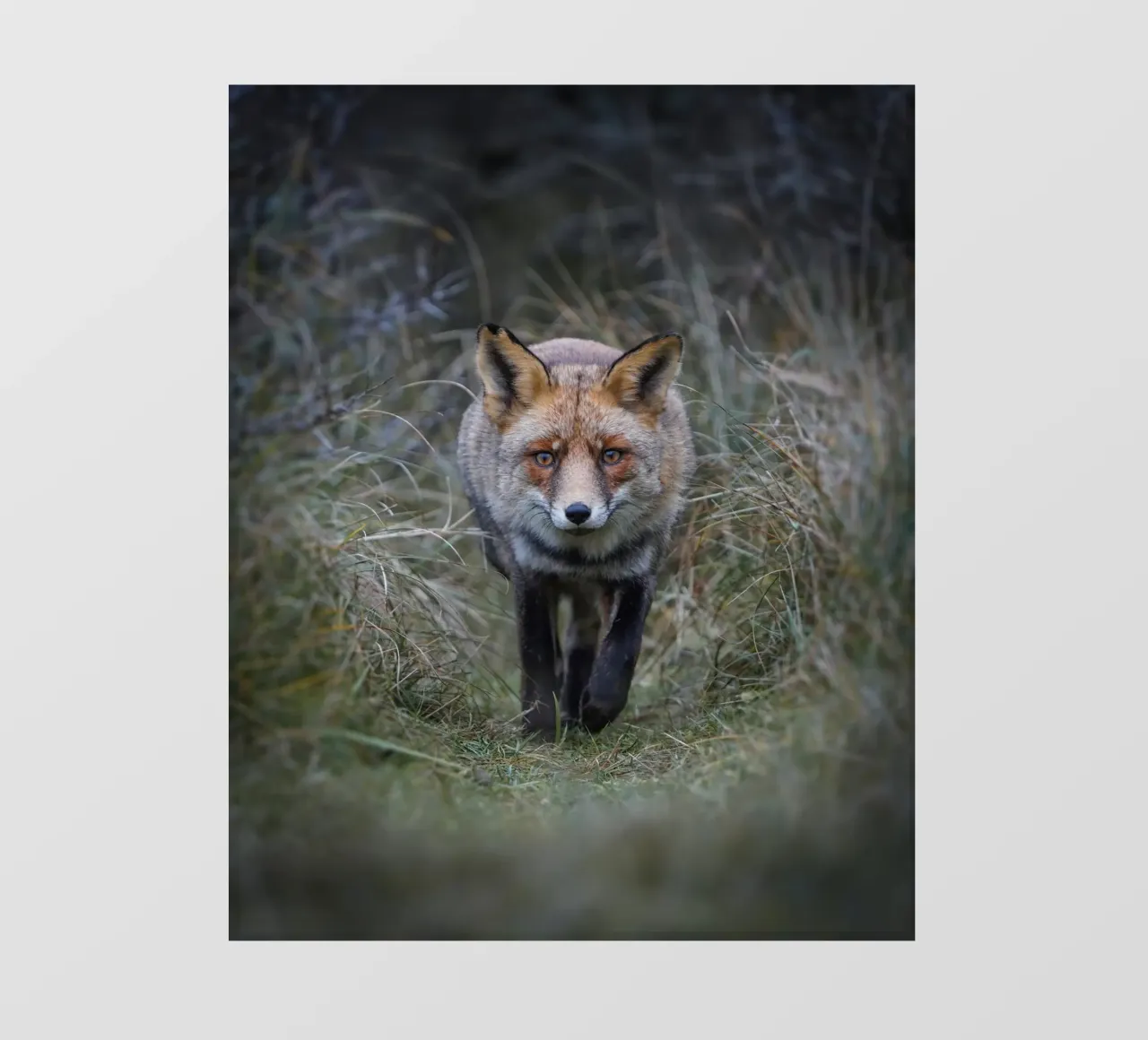 Red Fox backlit film by Tom's Wildlife