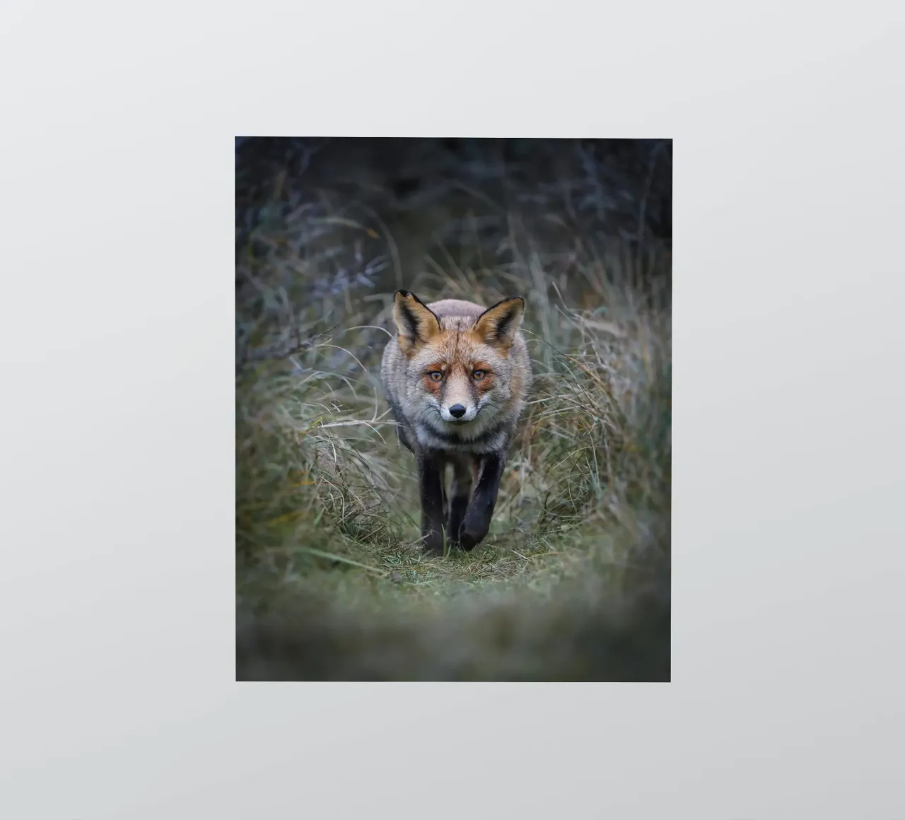 Rotfuchs Sticker von Tom's Wildlife