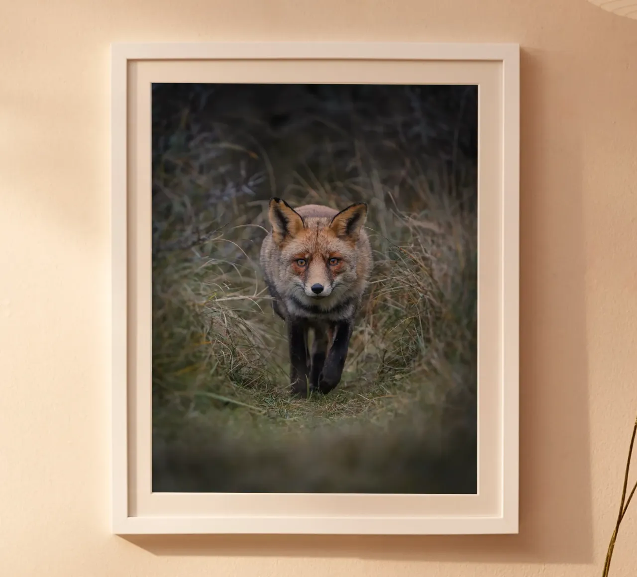 Red Fox poster with aluminum frame by Tom's Wildlife