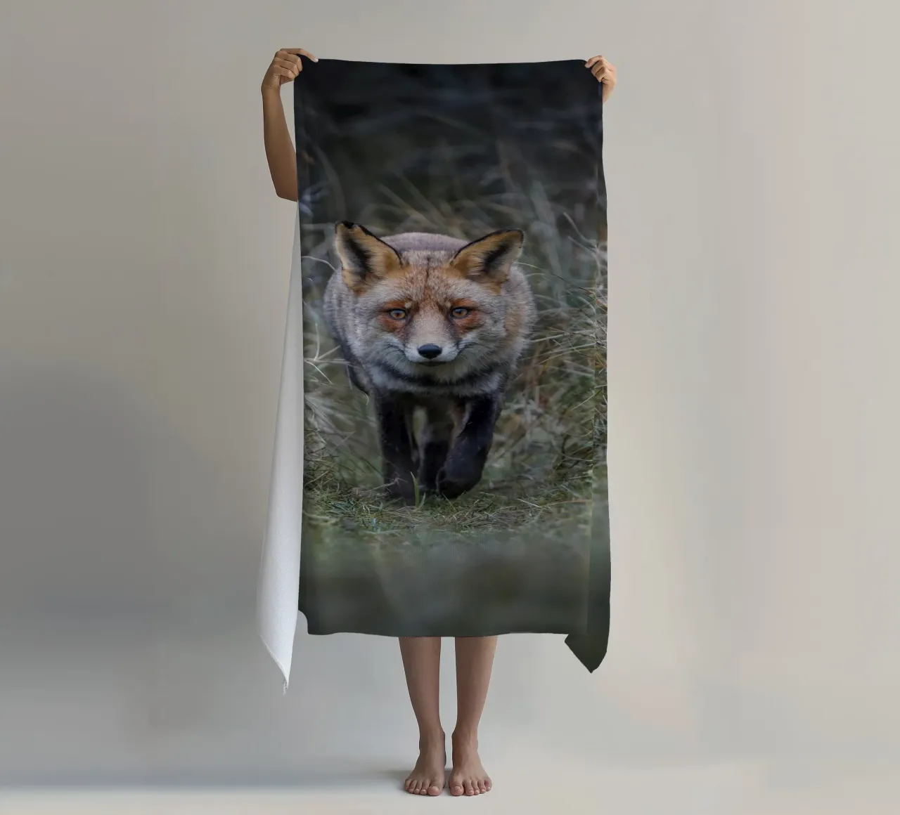 Volpe rossa telo mare da Tom's Wildlife