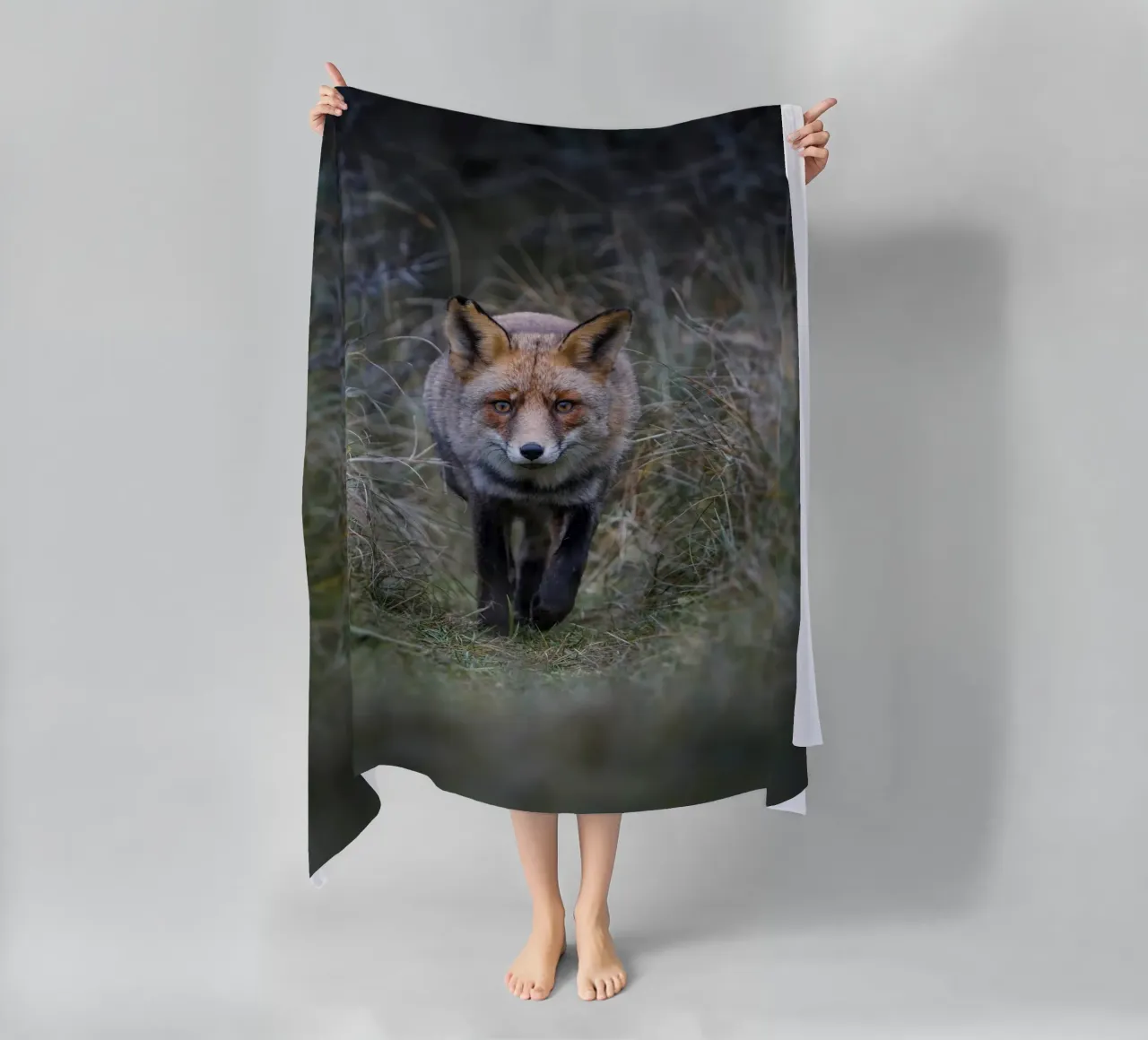 Volpe rossa telo mare da Tom's Wildlife