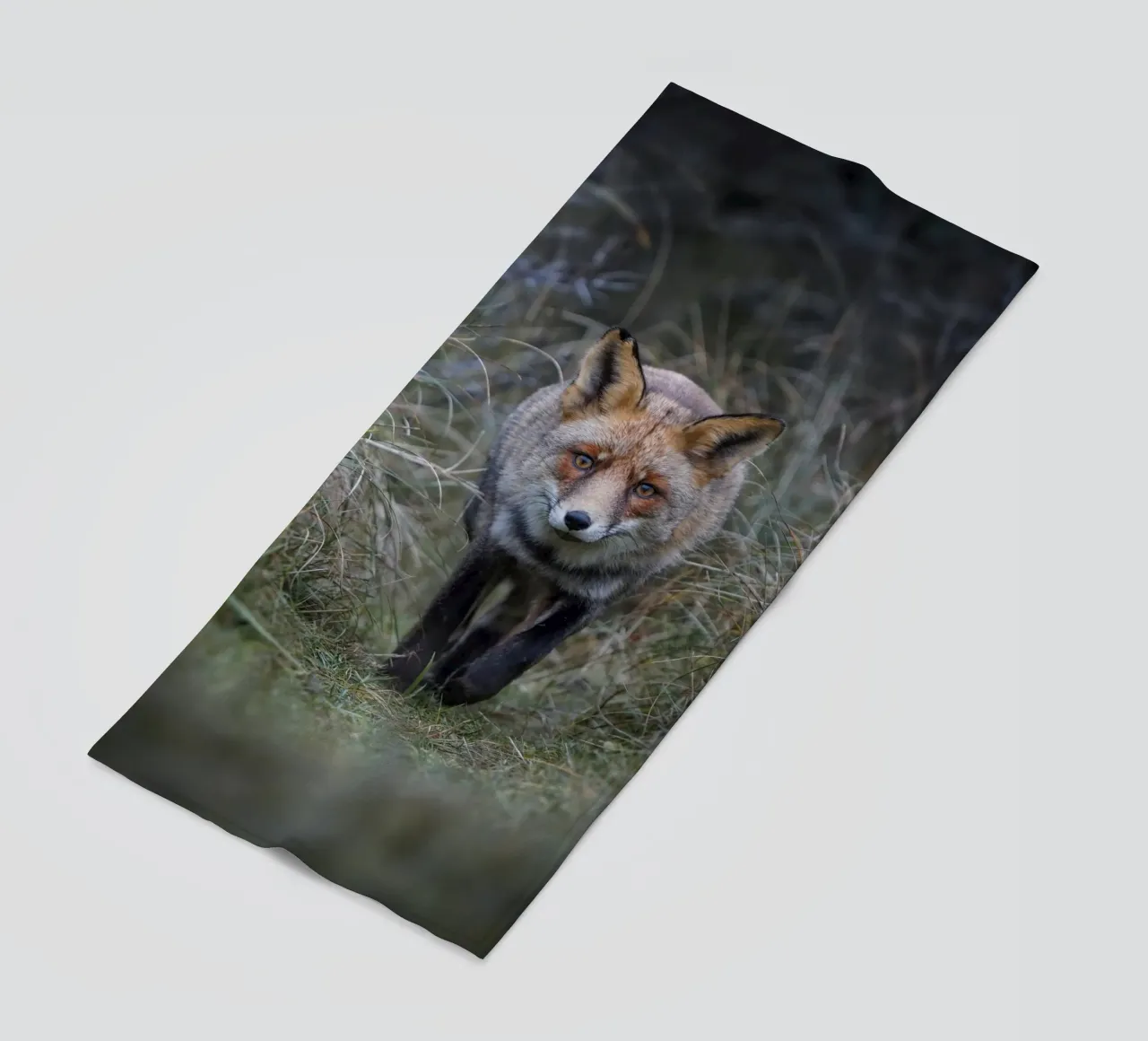 Volpe rossa telo mare da Tom's Wildlife