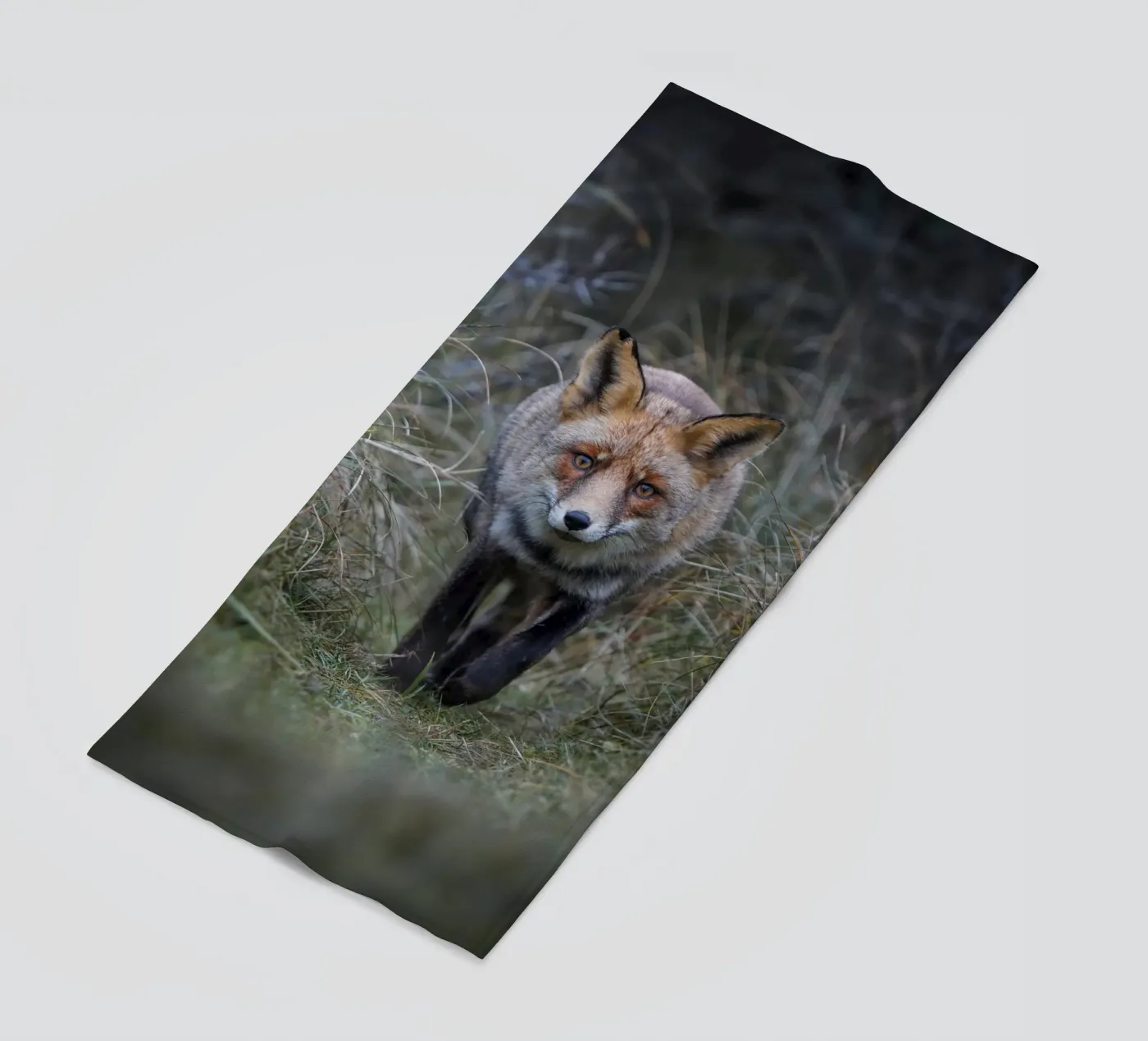 Volpe rossa telo mare da Tom's Wildlife